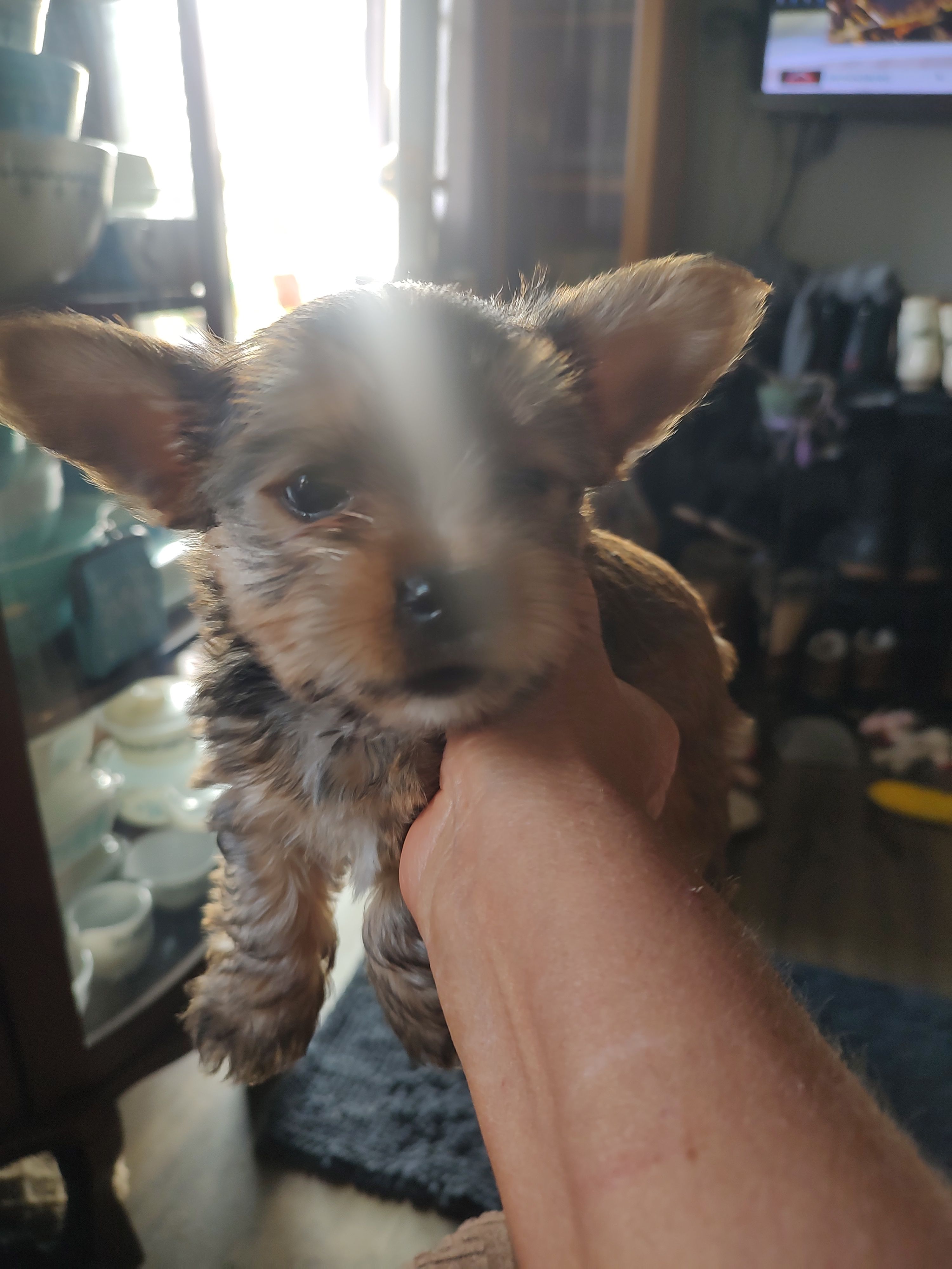 Cinnamon  – Yorkshire Terrier puppy for sale in Indianapolis, IN