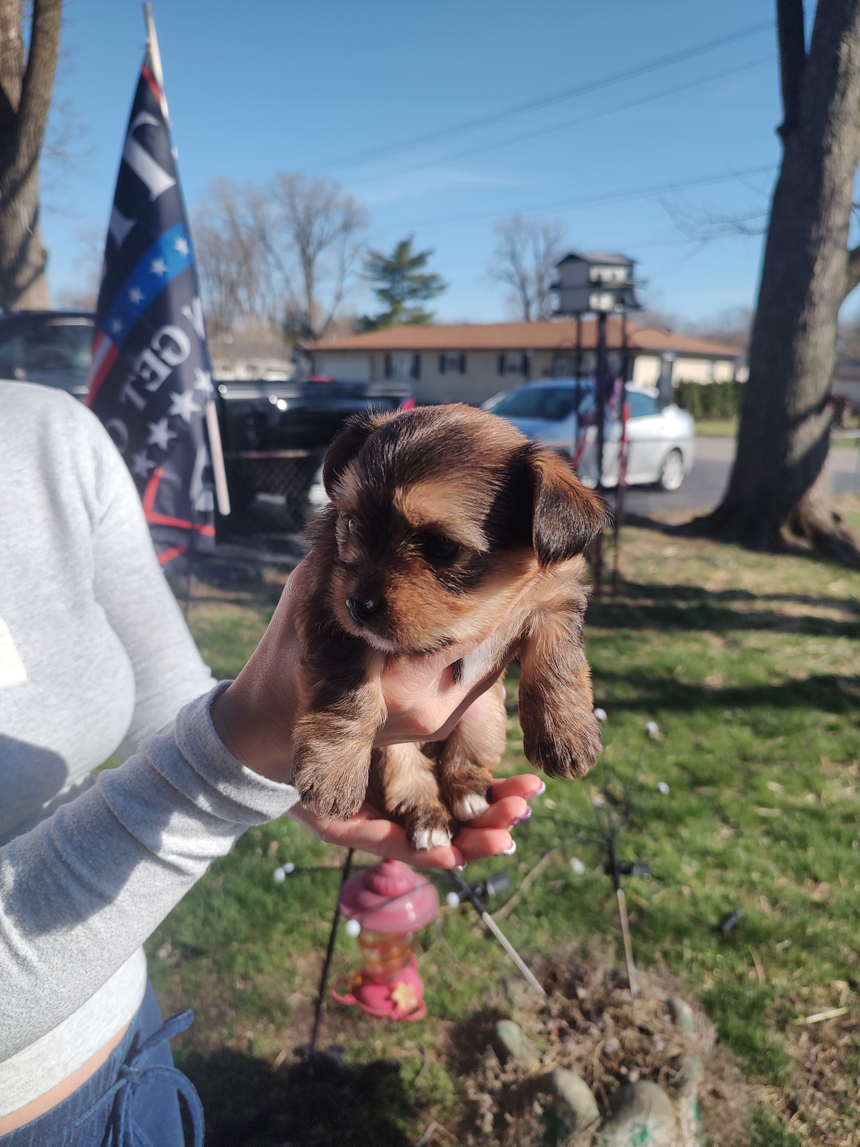 Cinnamon  – Yorkshire Terrier puppy for sale in Indianapolis, IN