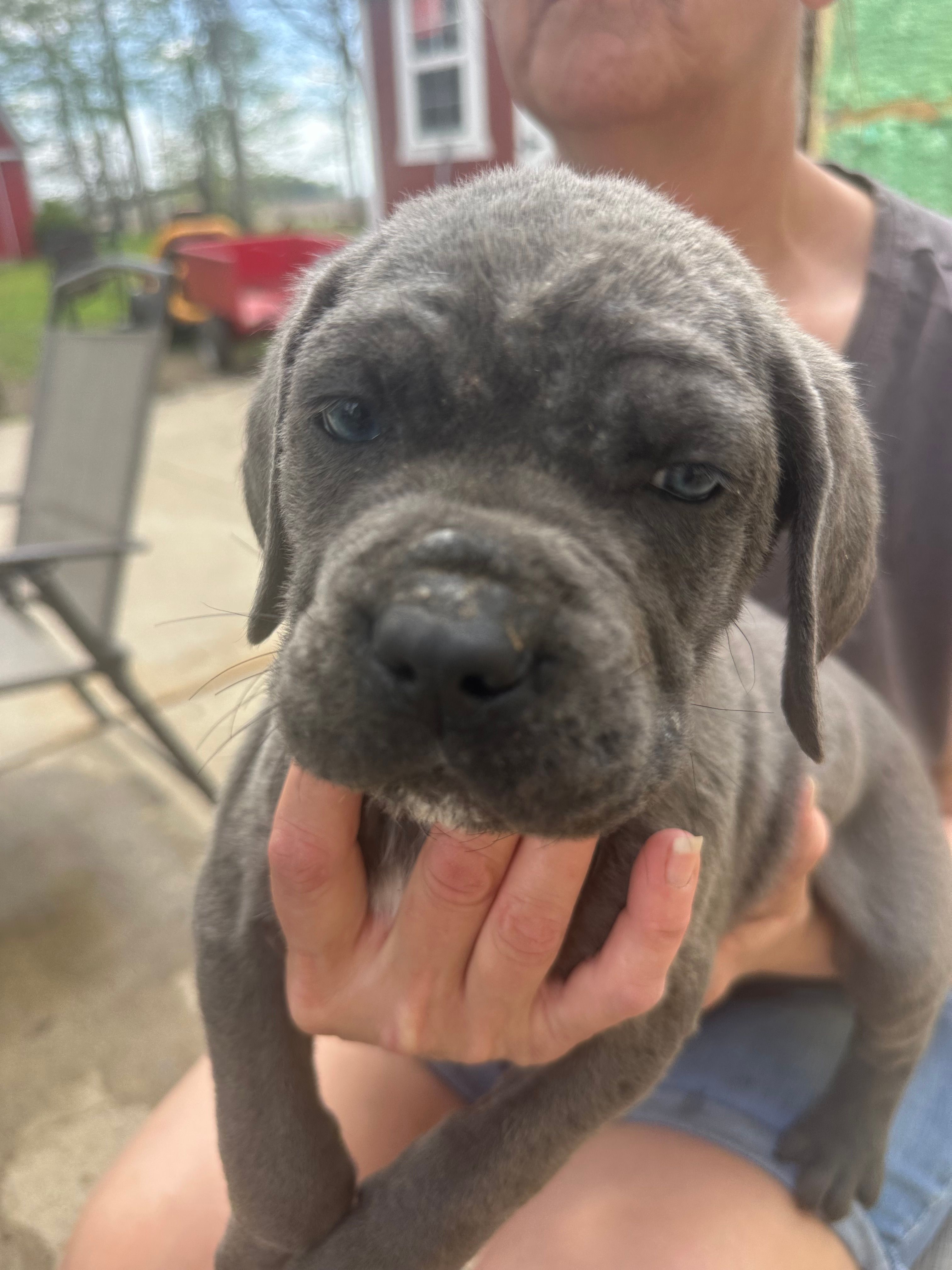 Male 2  – Cane Corso puppy for sale in Indianapolis, IN