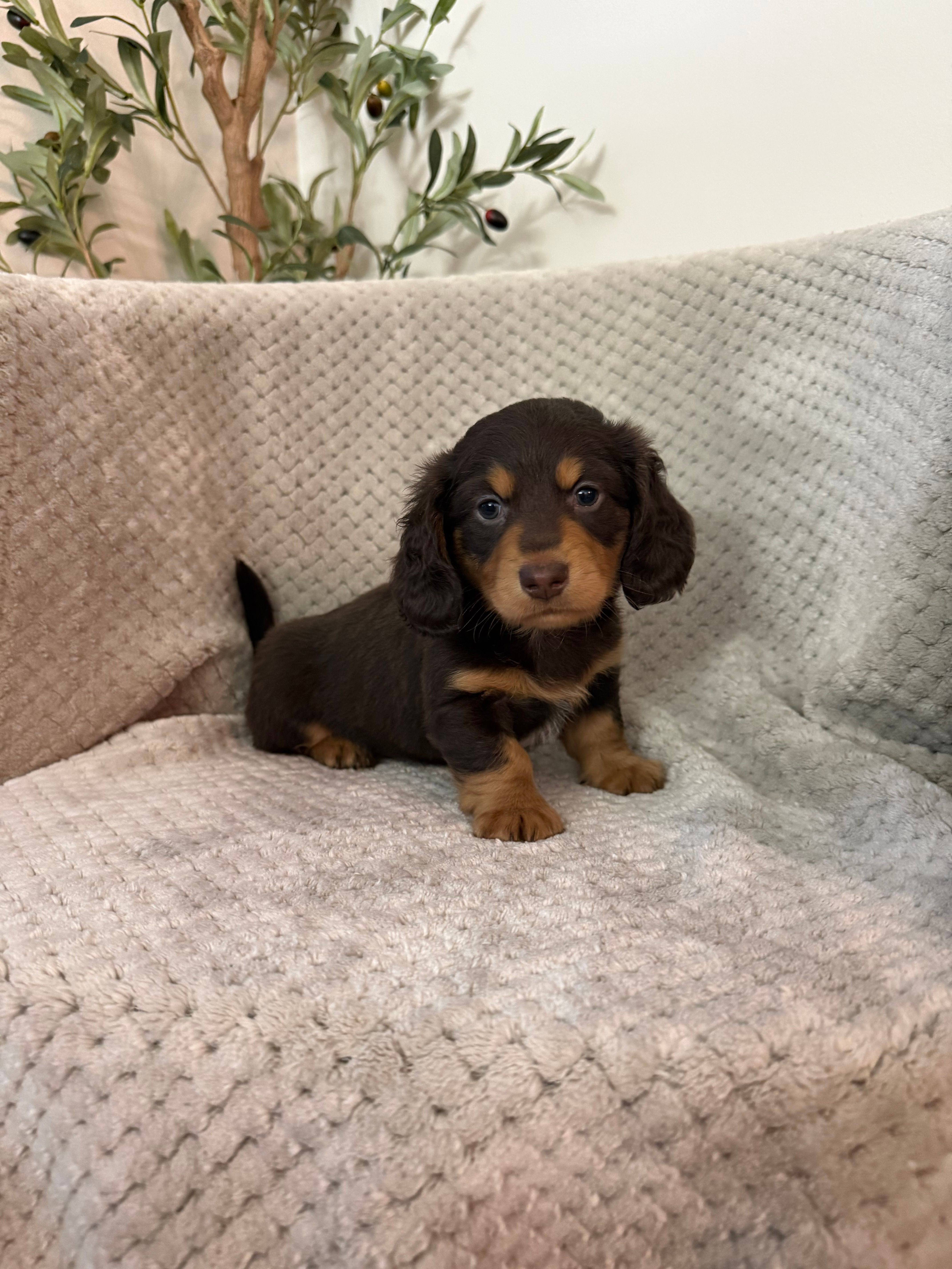 William LH  – Miniature Dachshund puppy for sale in Somerset, KY