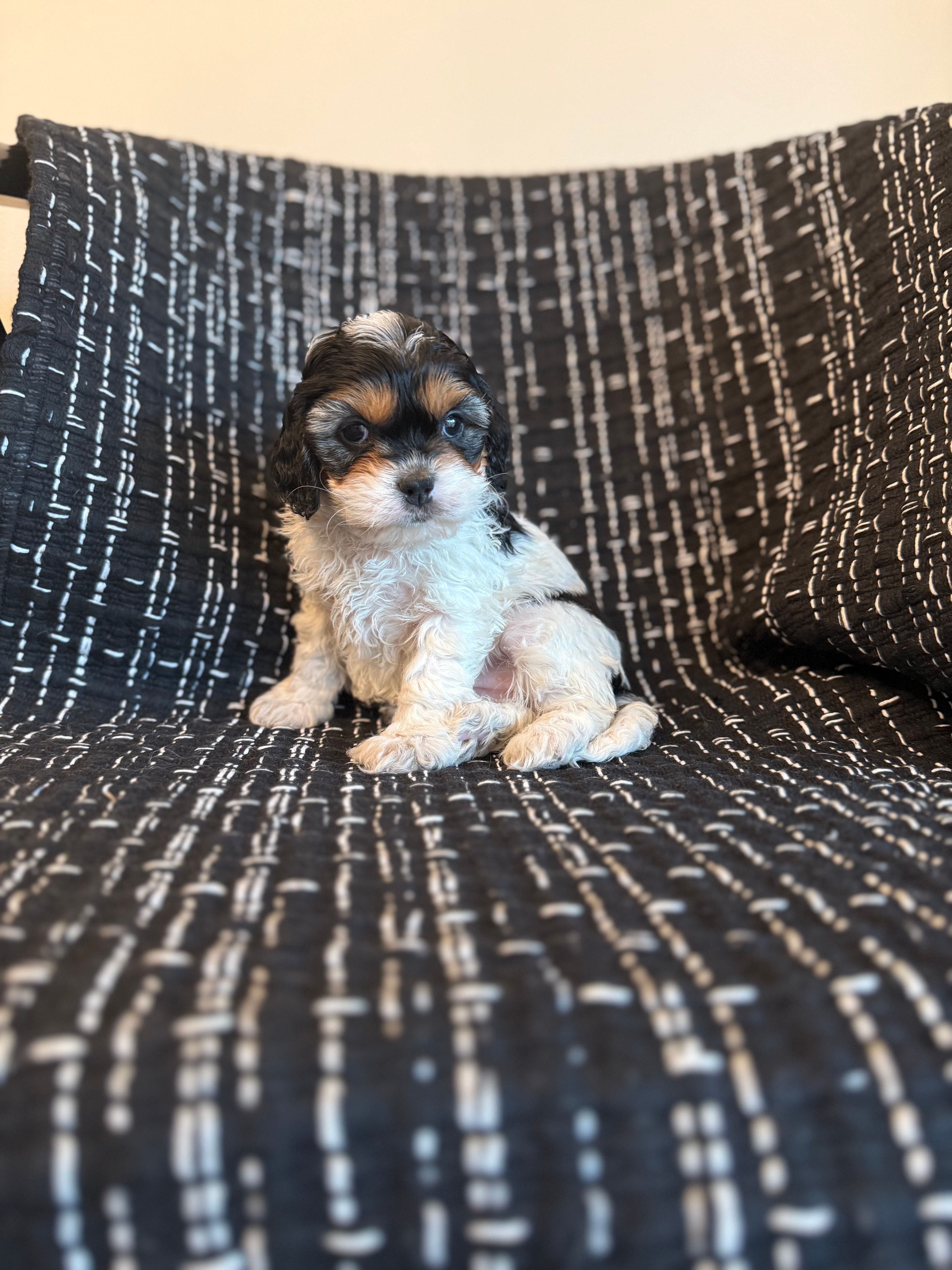 Sarah  – Cavapoo puppy for sale in Somerset, KY