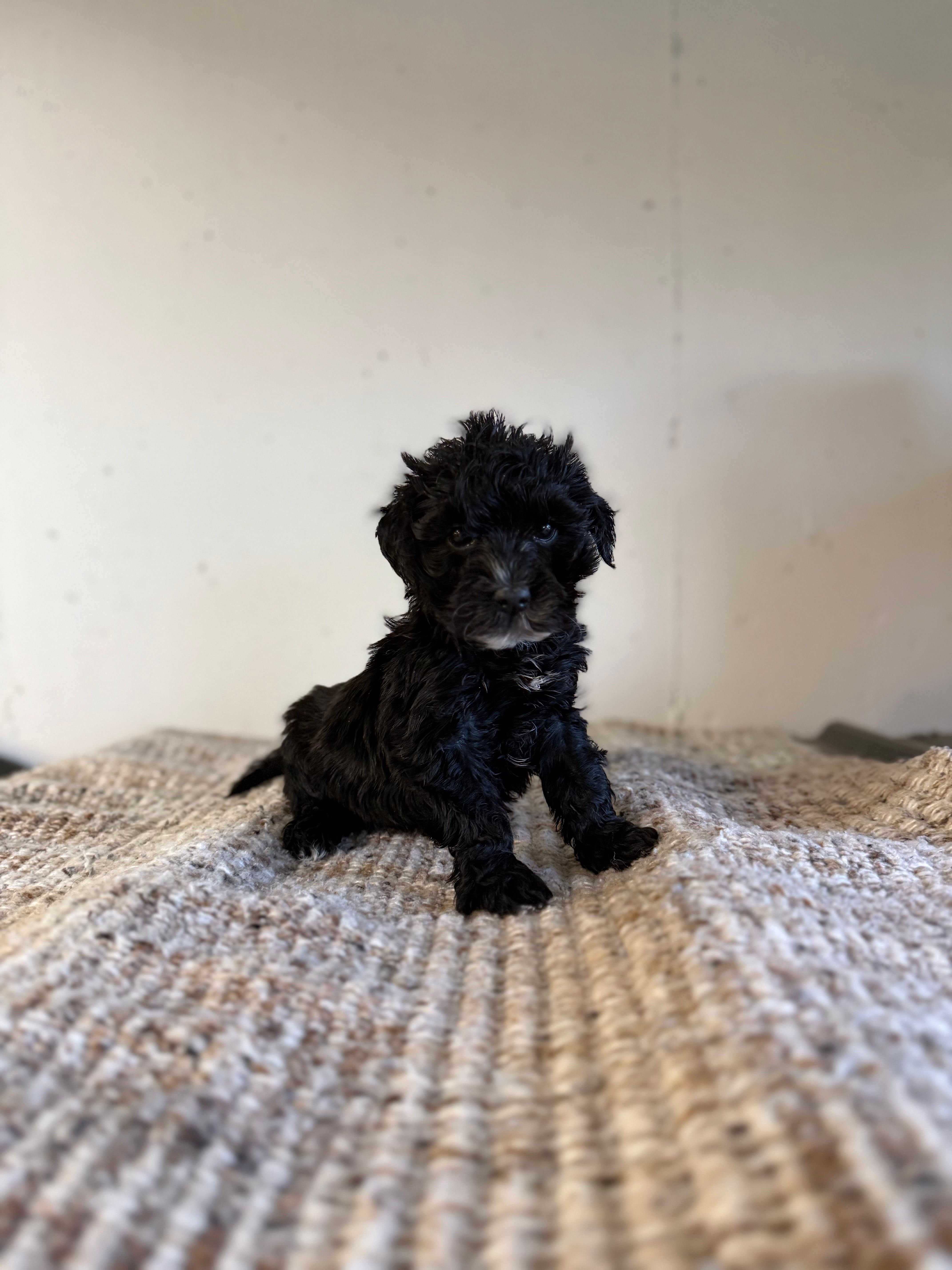 Patty – Yorkipoo puppy for sale in Somerset, KY