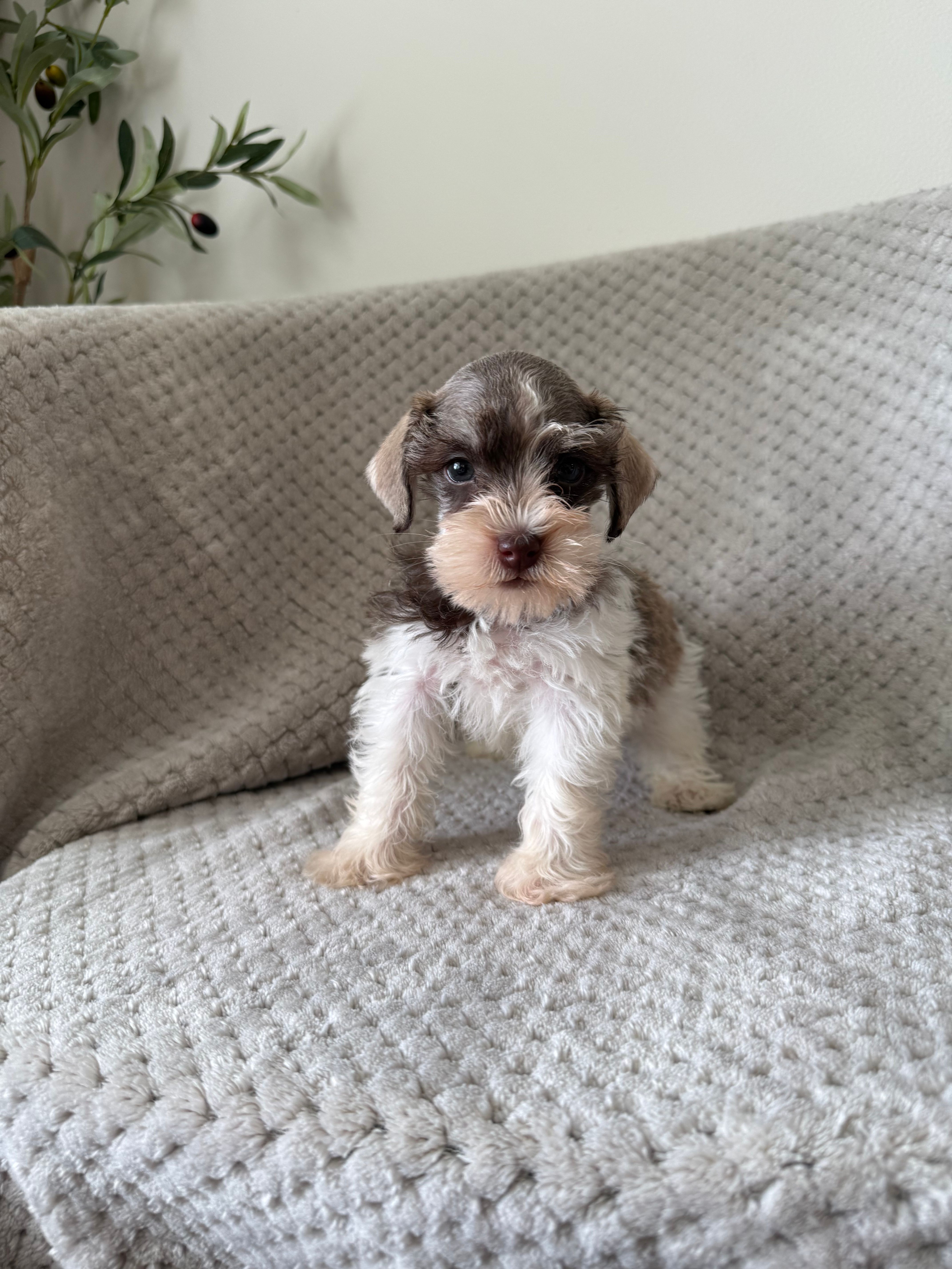 Savannah  – Miniature Schnauzer puppy for sale in Somerset, KY
