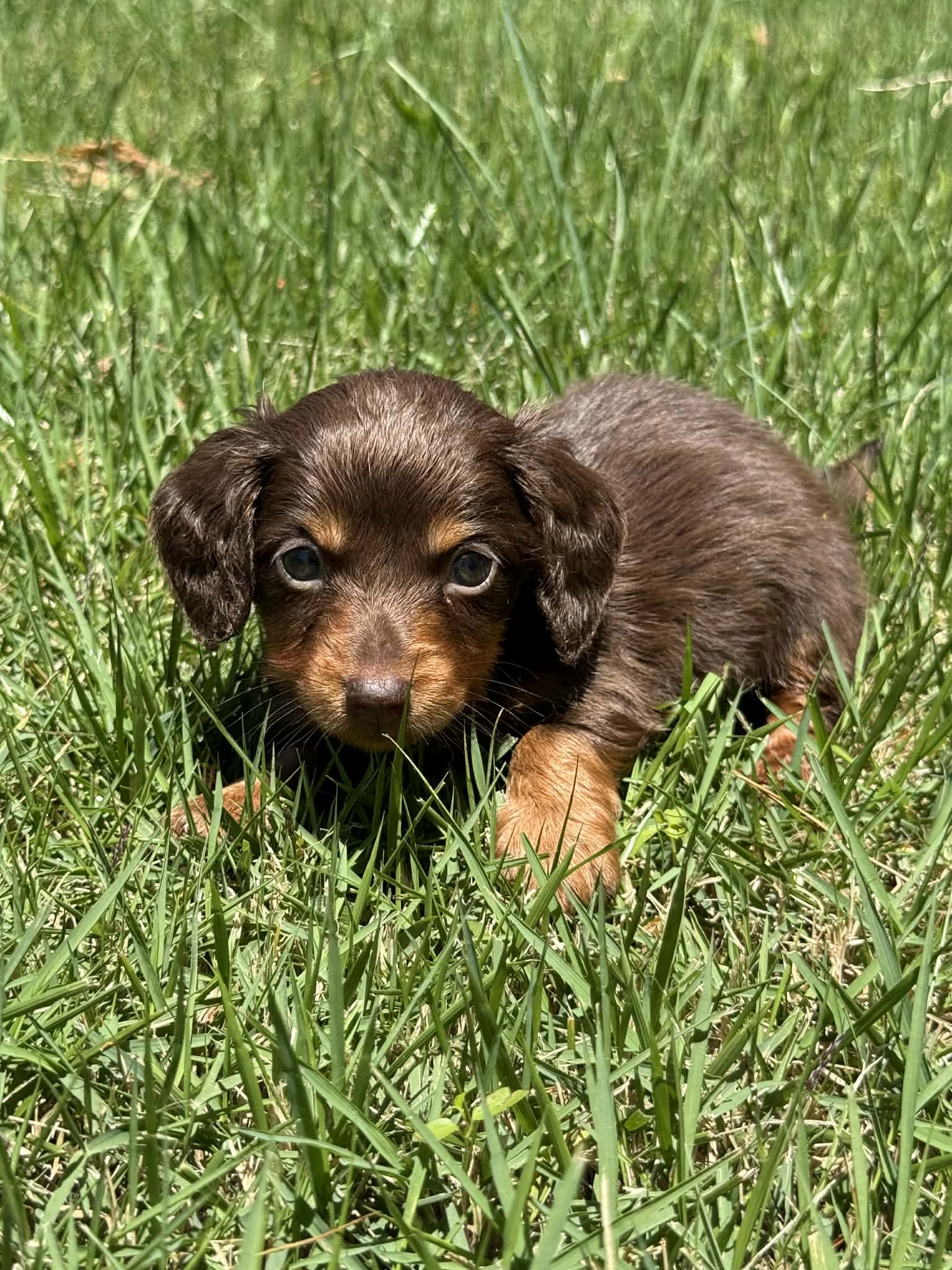 Luke LH  – Miniature Dachshund puppy for sale in Somerset, KY