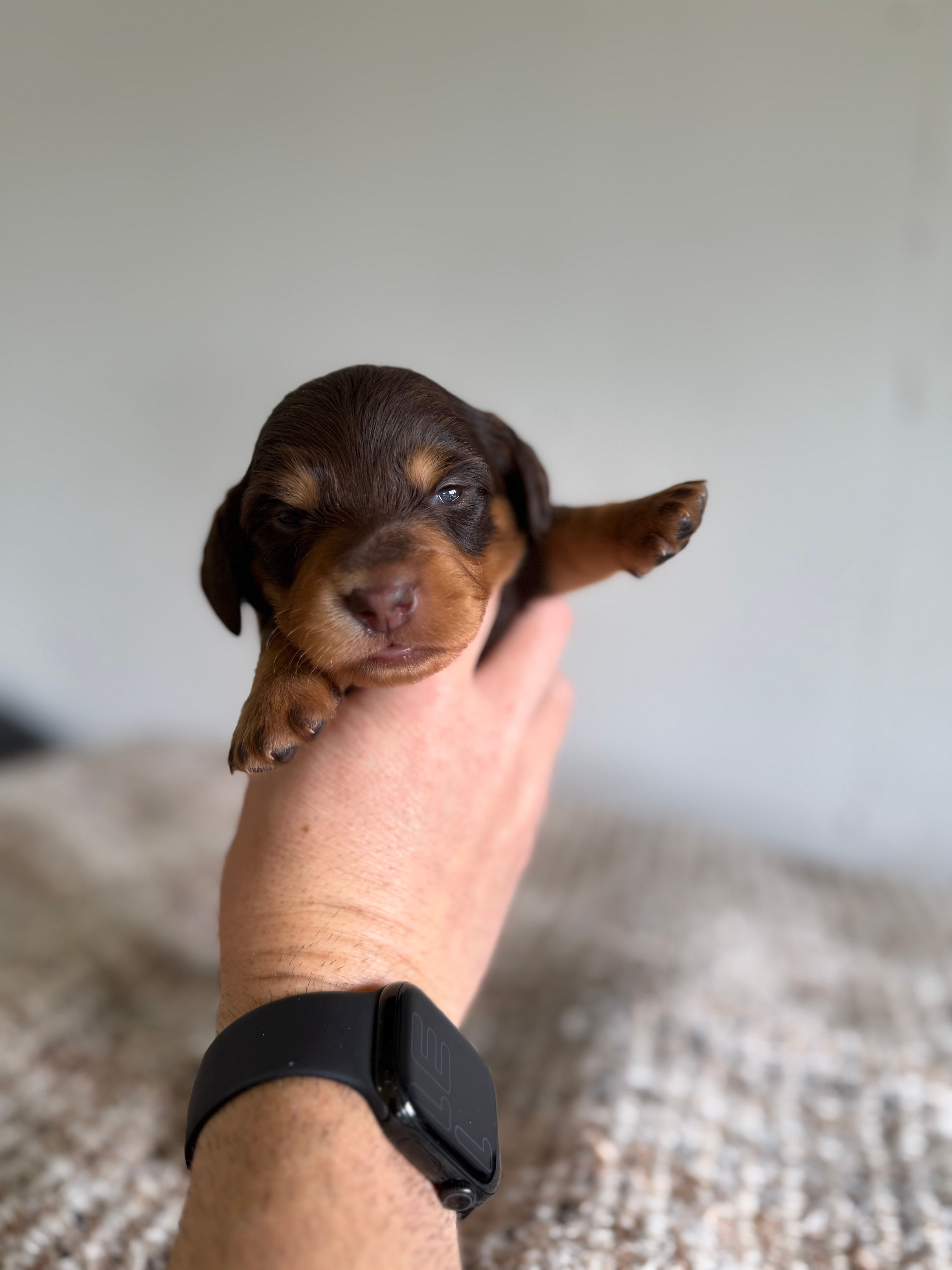 Walter – Miniature Dachshund puppy for sale in Somerset, KY