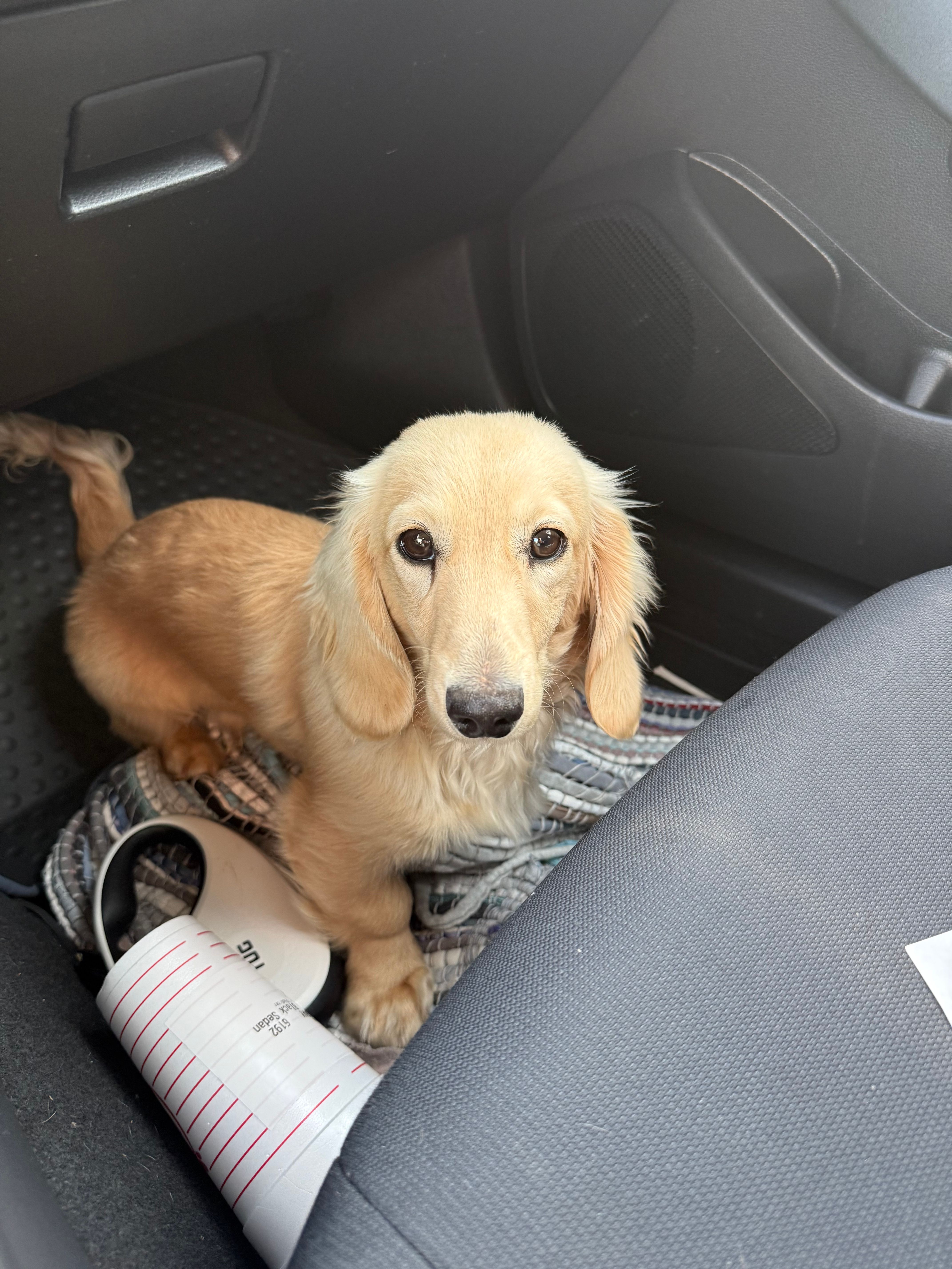 George  – Miniature Dachshund puppy for sale in Somerset, KY