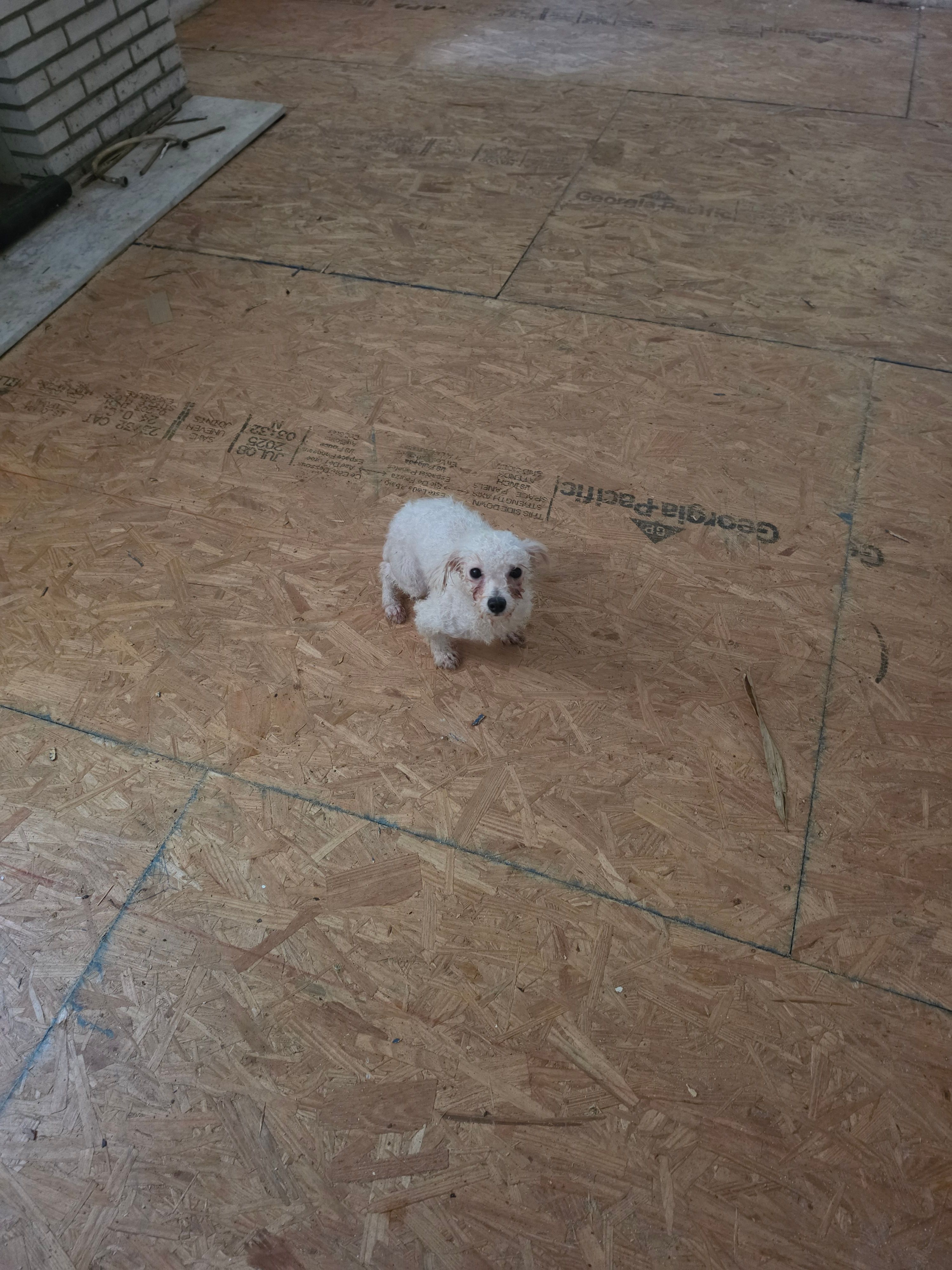 Mandy – Bichon Frise puppy for sale in Fort Myers, FL
