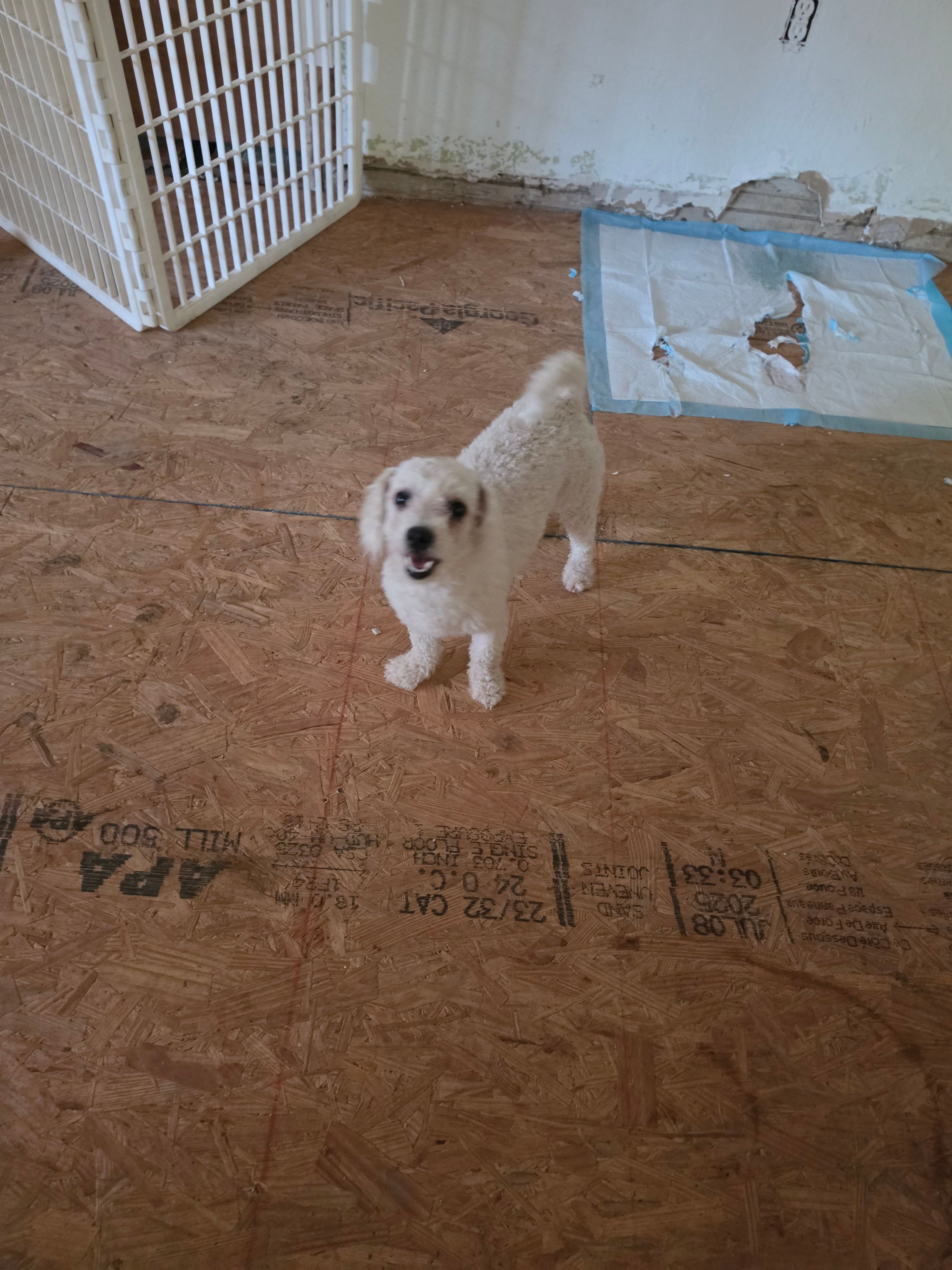 Paris – Bichon Frise puppy for sale in Fort Myers, FL