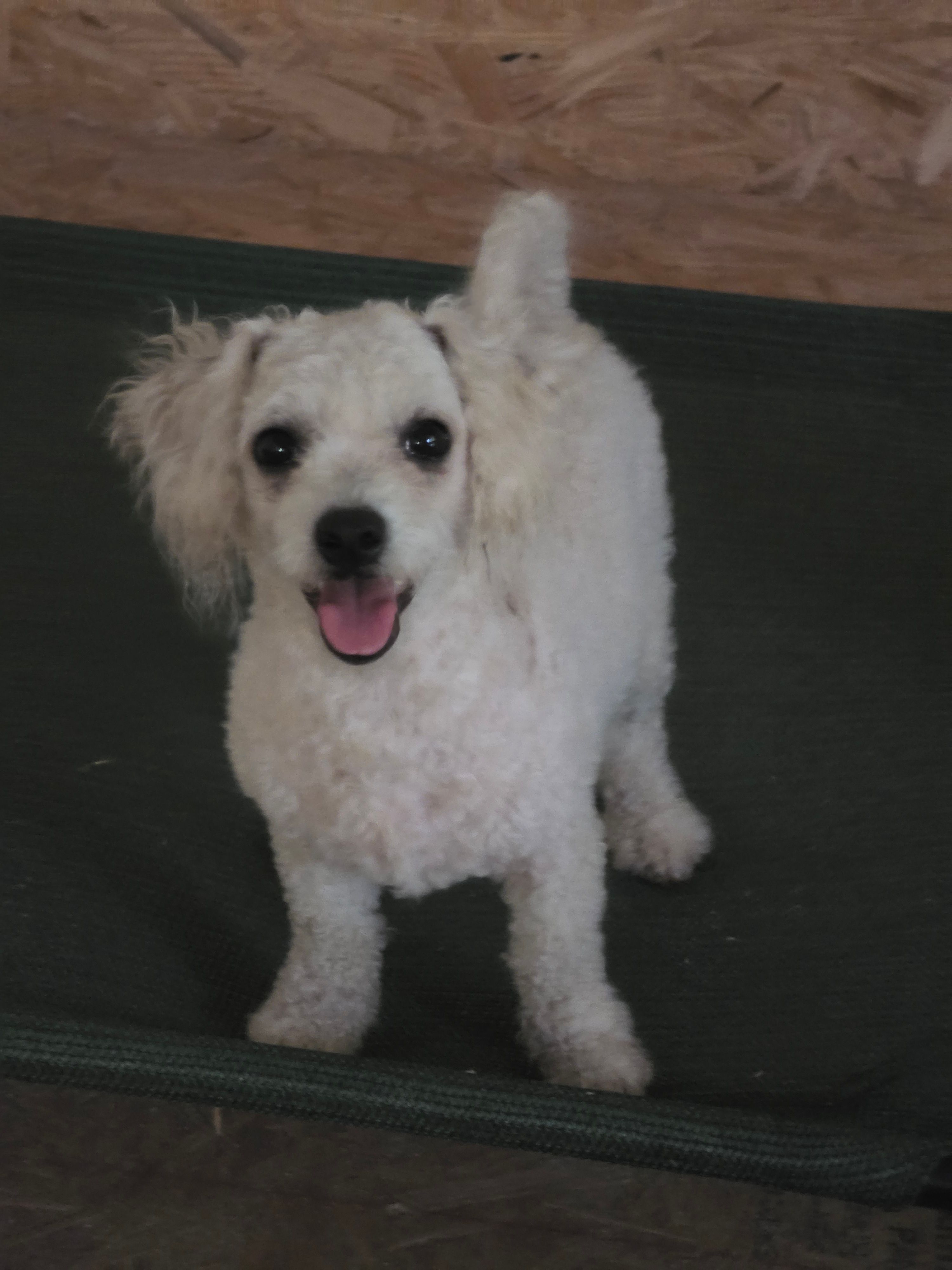 Paris – Bichon Frise puppy for sale in Fort Myers, FL