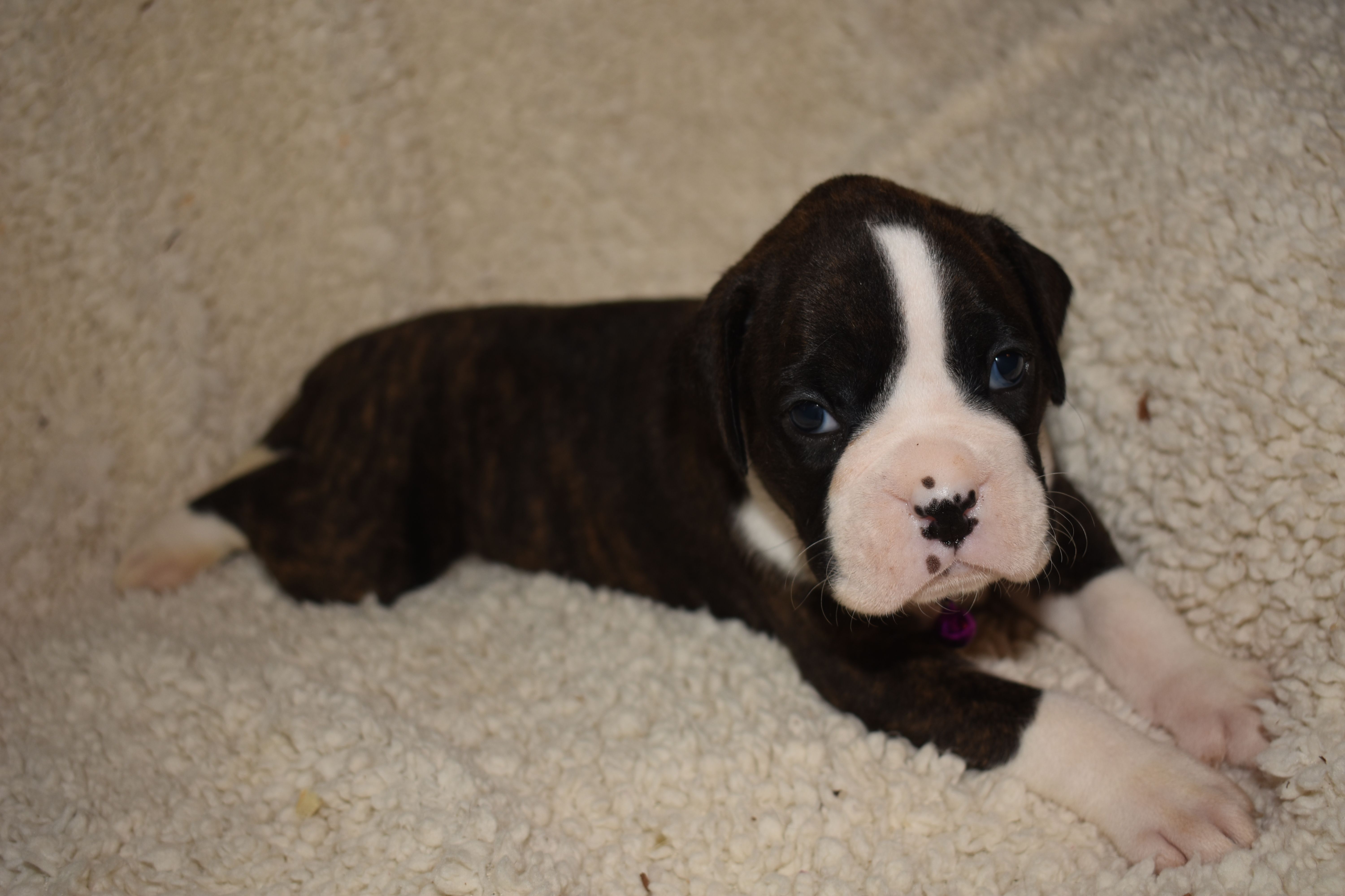 Hunter  – Boxer puppy for sale in Neosho, MO