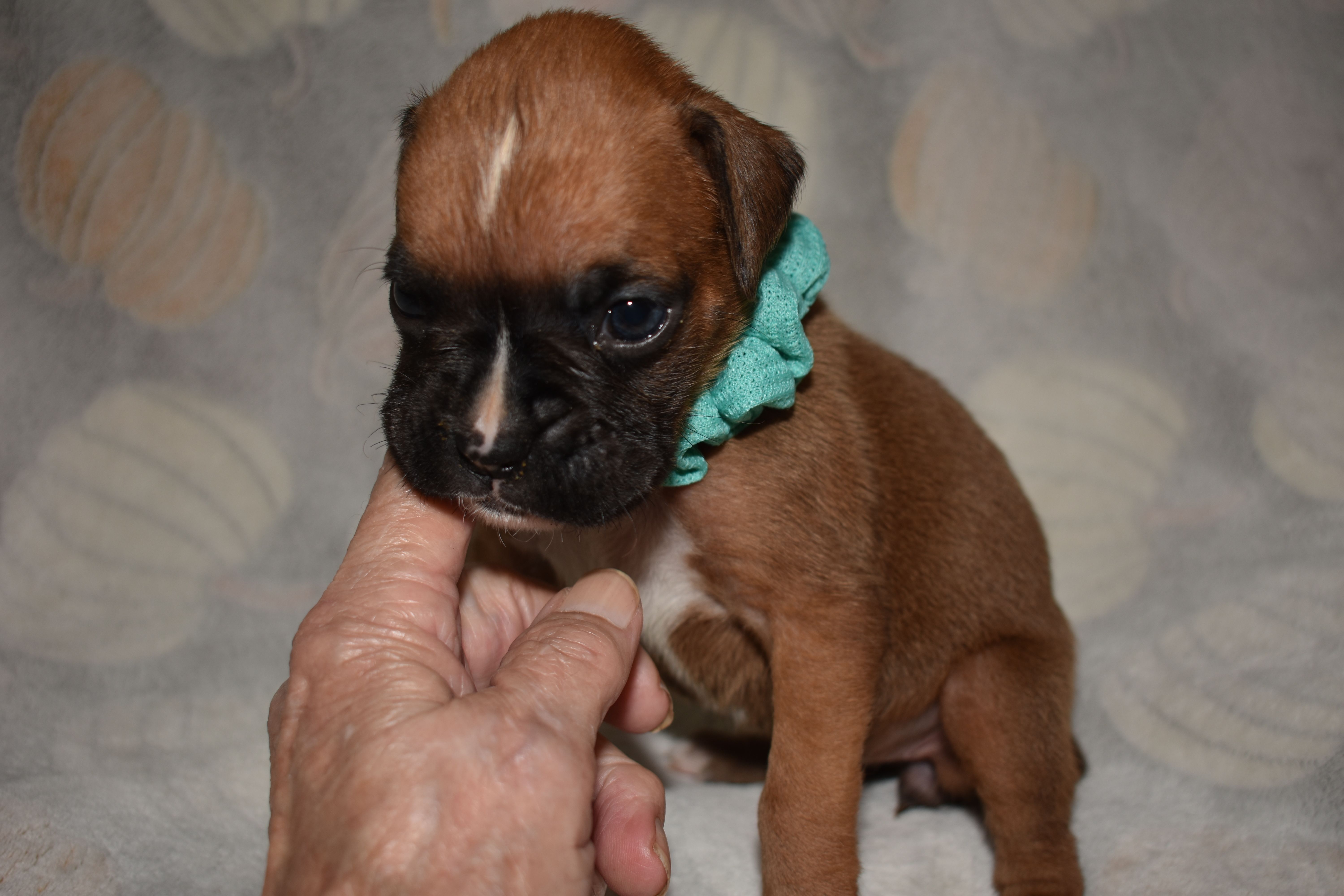 OPEL – Boxer puppy for sale in Neosho, MO