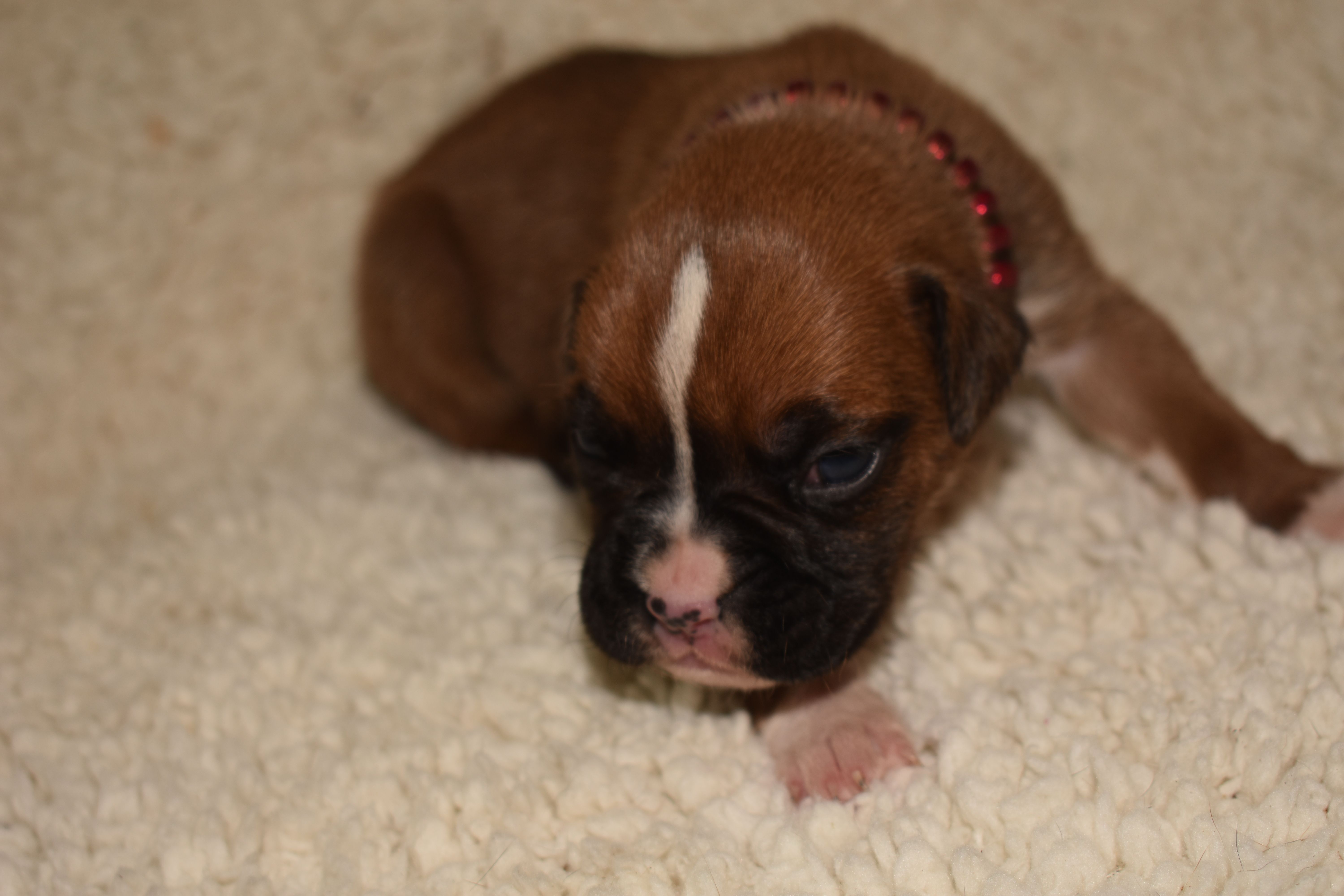 GIGI – Boxer puppy for sale in Neosho, MO