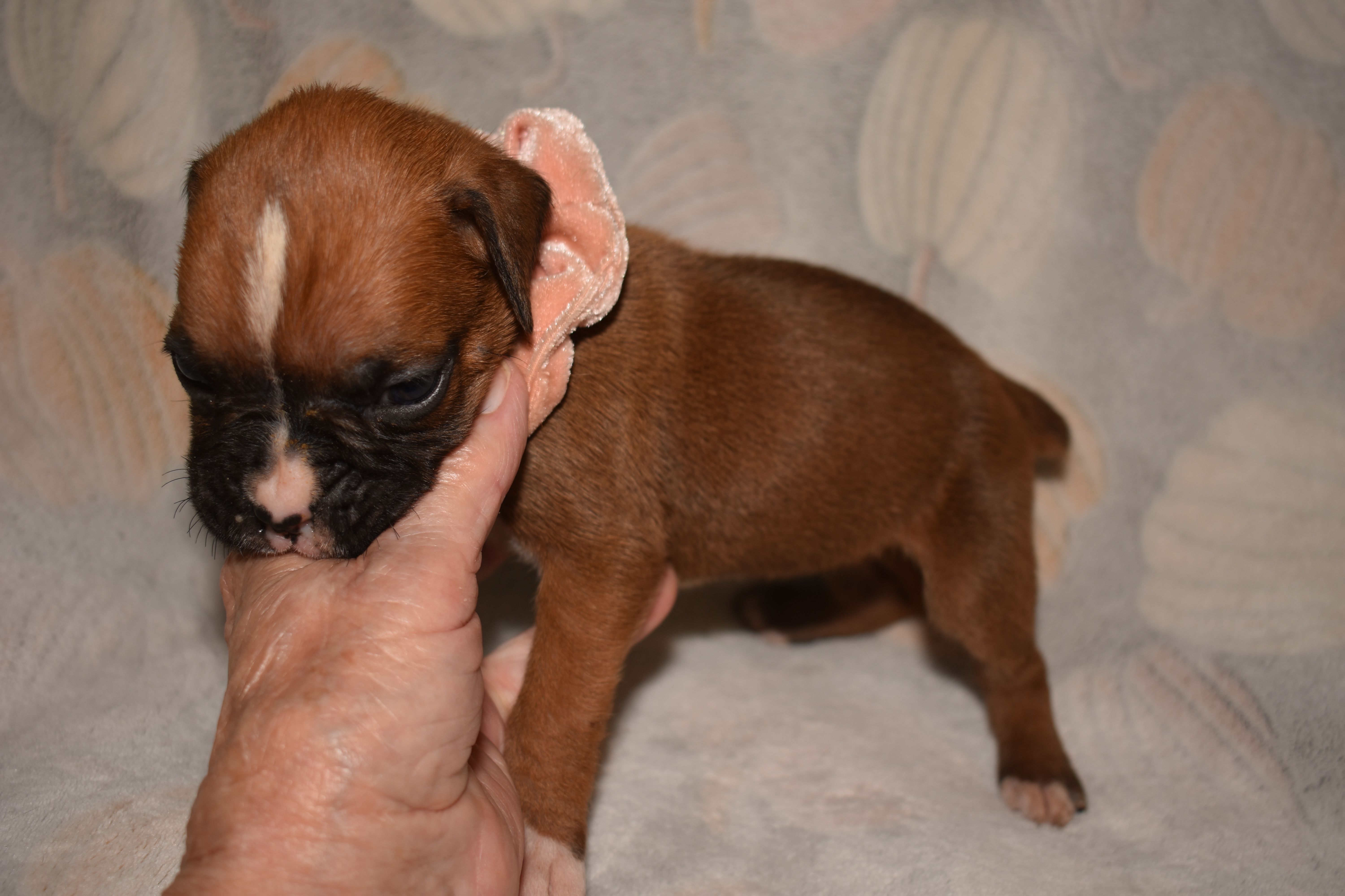 BISCUIT  – Boxer puppy for sale in Neosho, MO