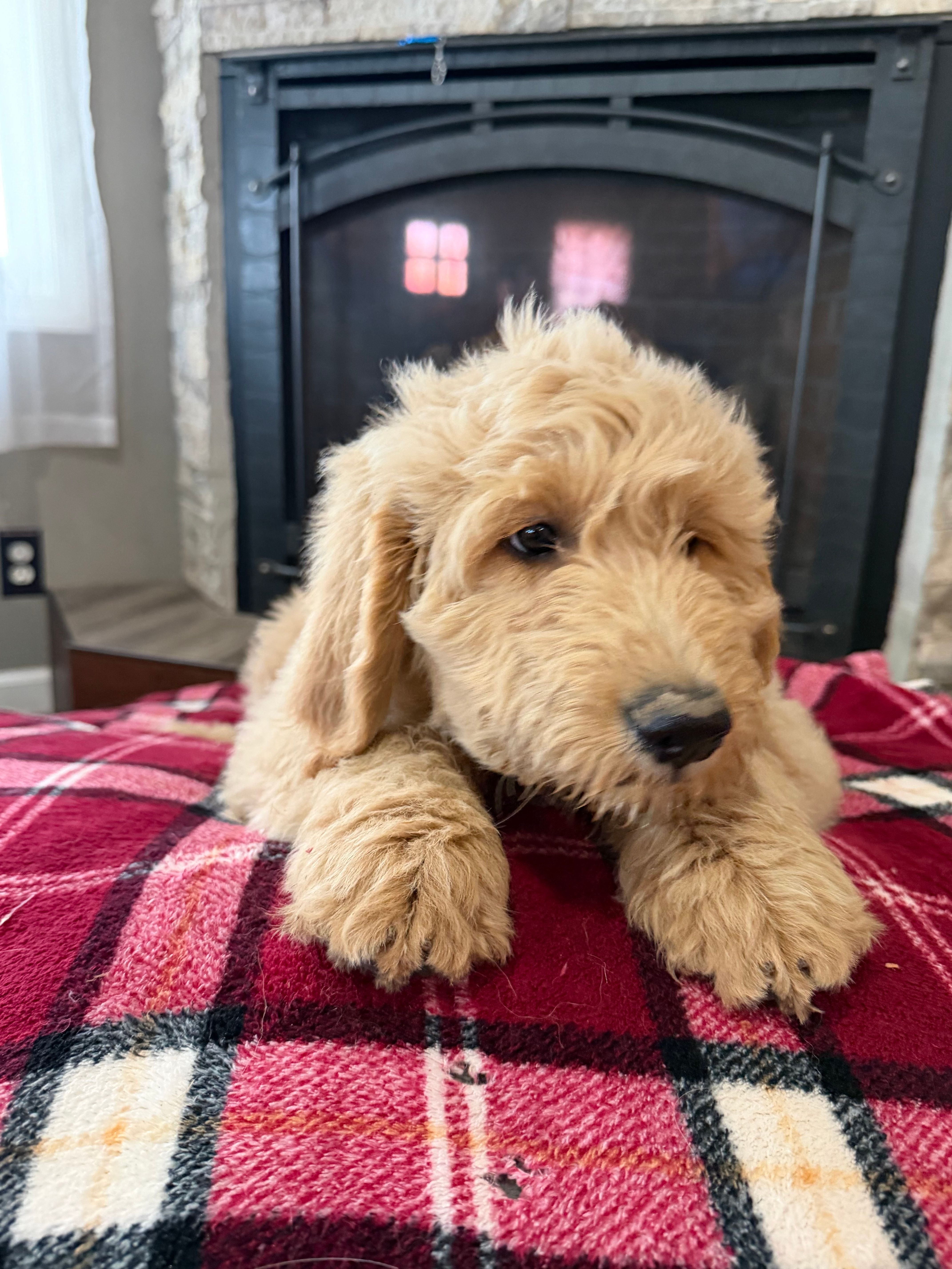 Doodle Pups – Goldendoodle puppy for sale in Nokomis, IL