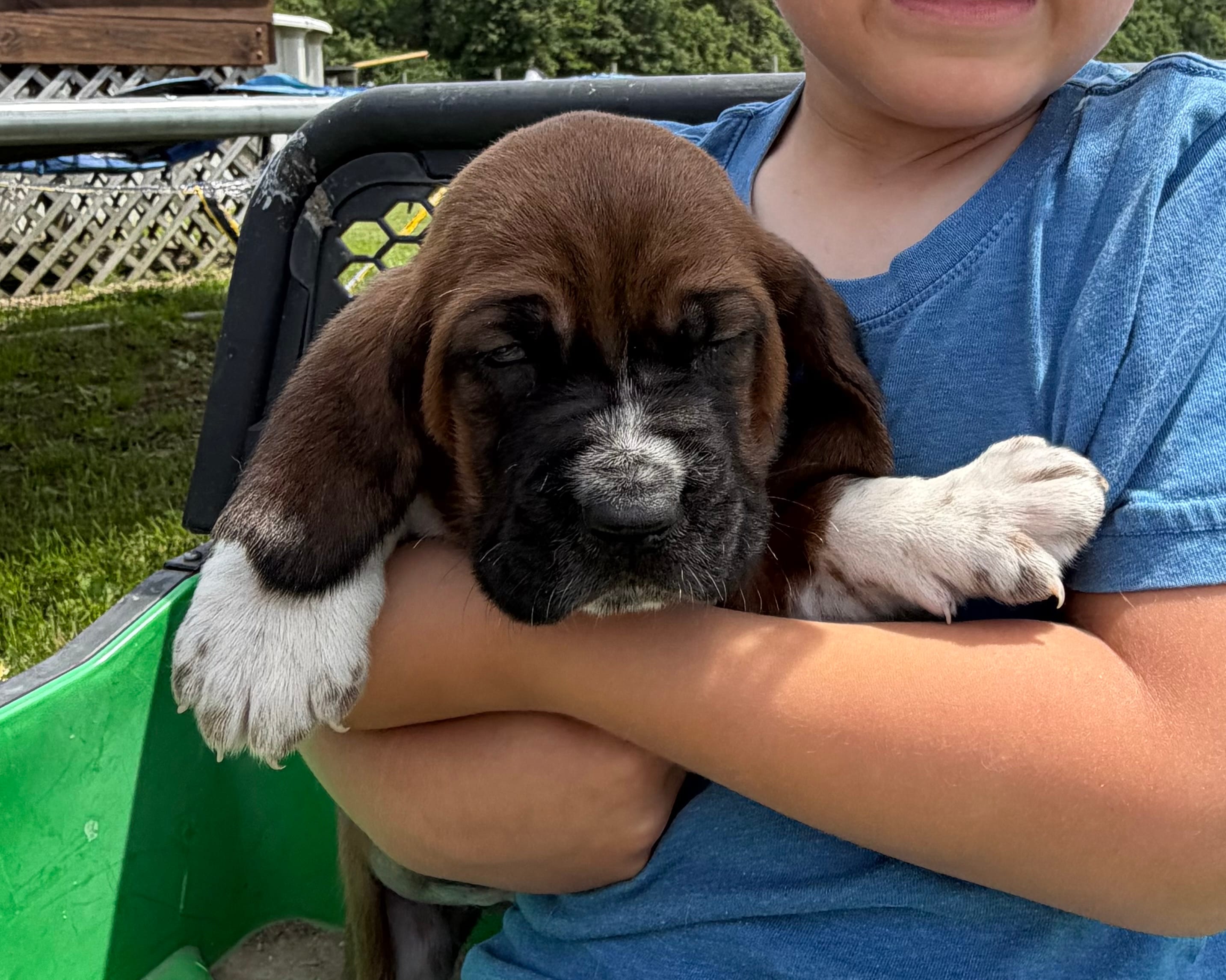 Hank – Basset Hound puppy for sale in Nokomis, IL