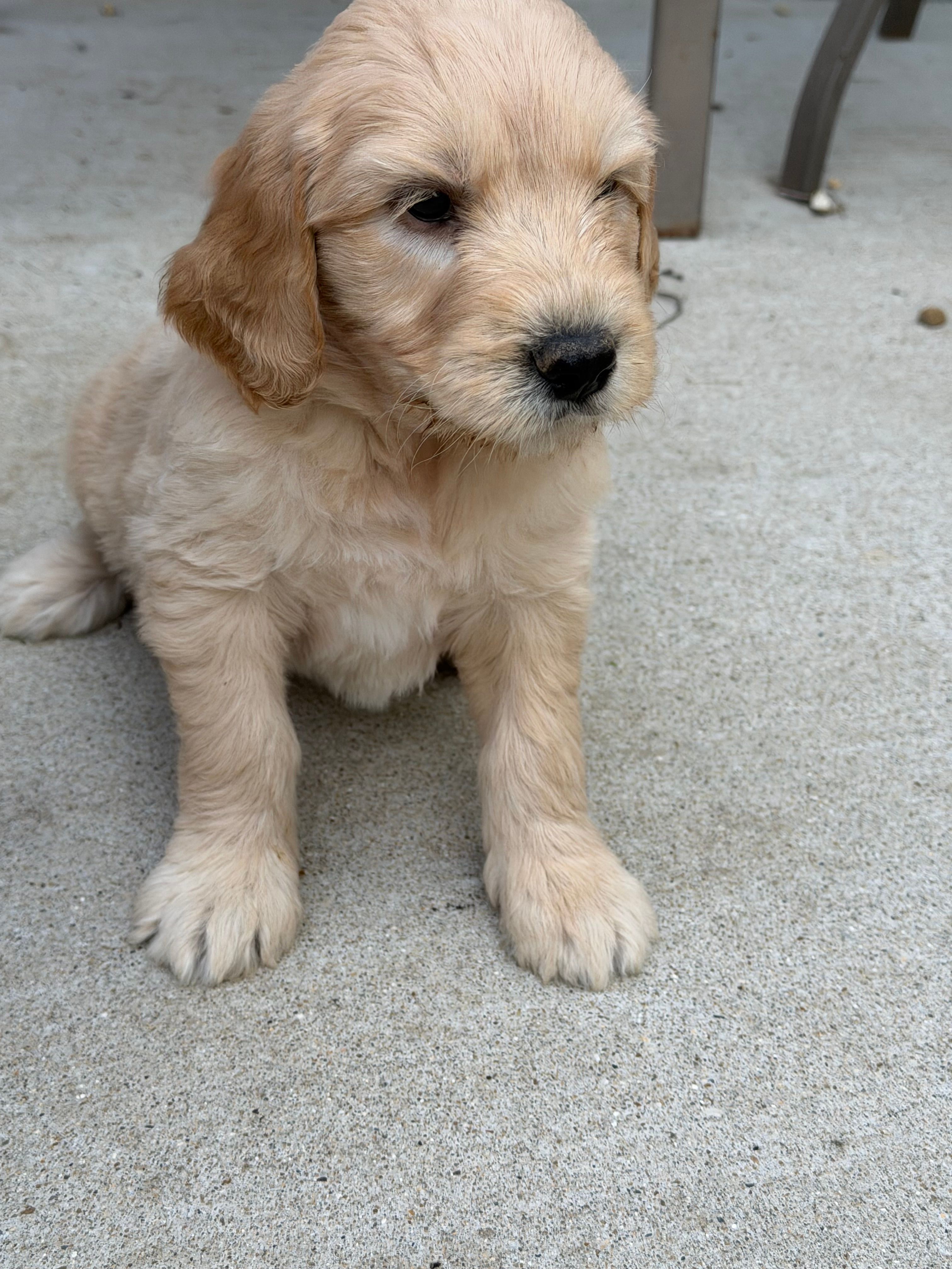 Lucy – Goldendoodle puppy for sale in Nokomis, IL