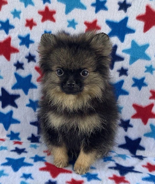 small wolf sable boy – Pomeranian puppy for sale in Malabar, FL