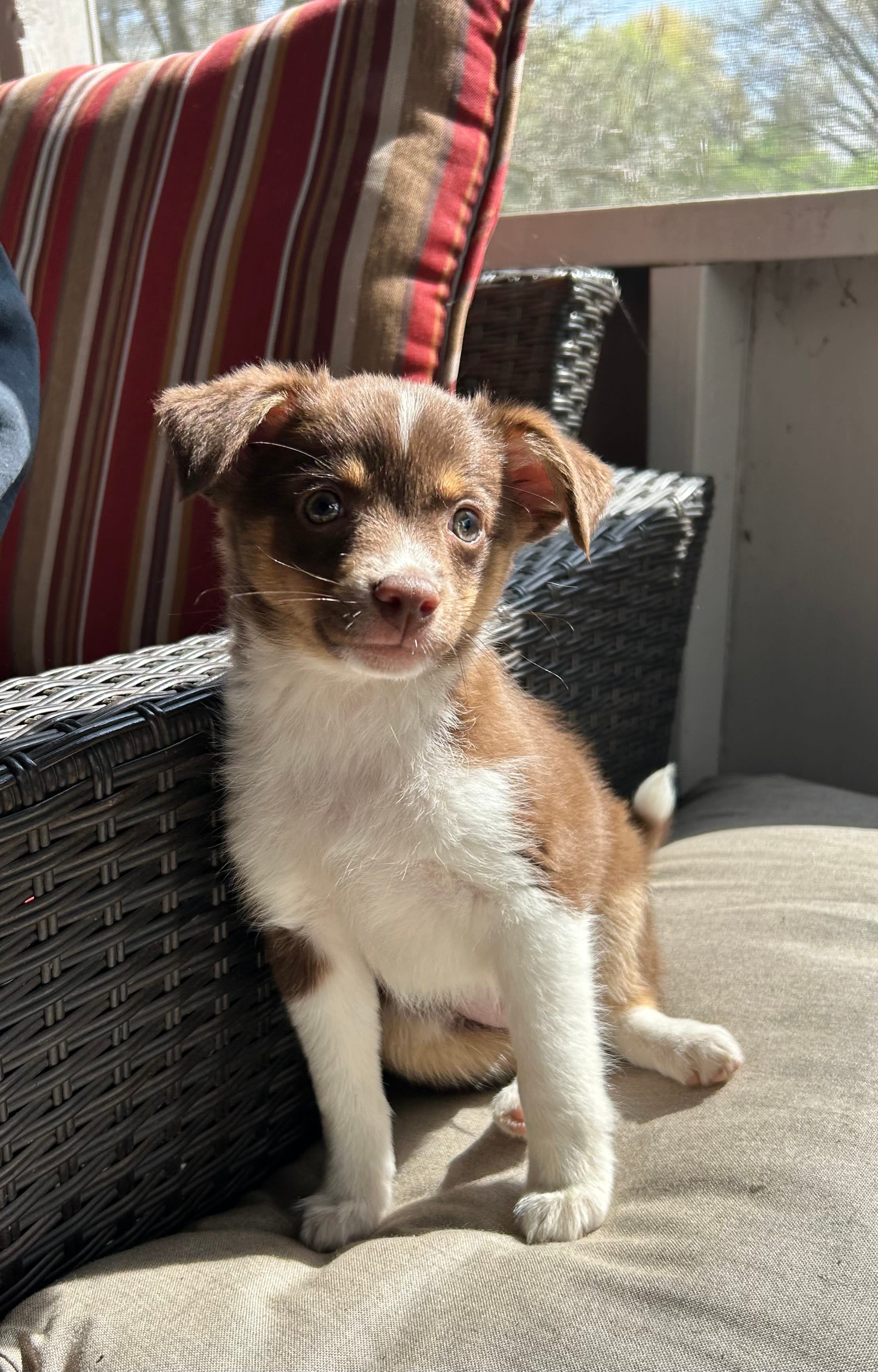 Will – Miniature Australian Shepherd puppy for sale in Romeo, MI
