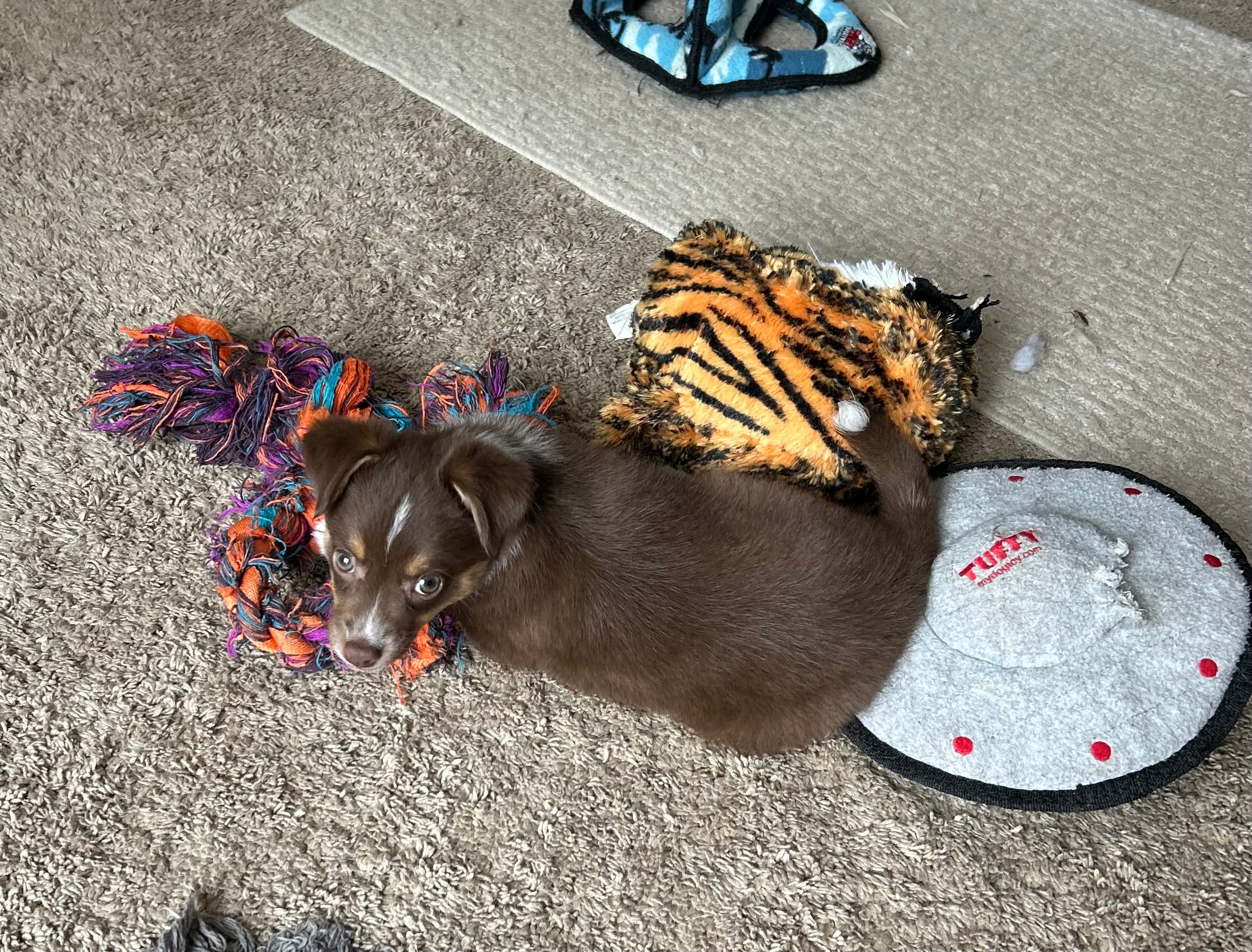 Will – Miniature Australian Shepherd puppy for sale in Romeo, MI