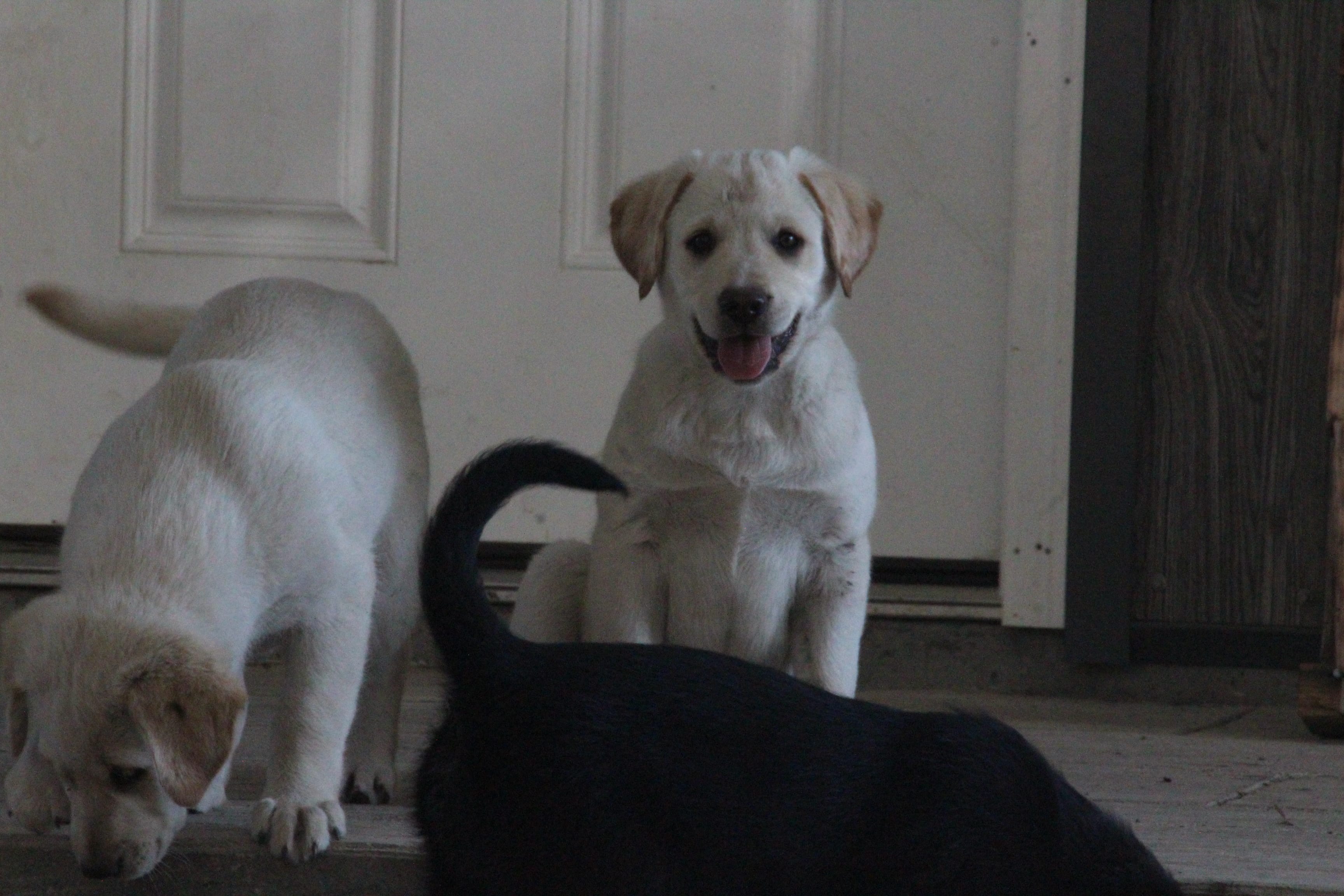 Penny – Australian Cattle Dog, Golden Retriever puppy for sale in Beulaville, NC