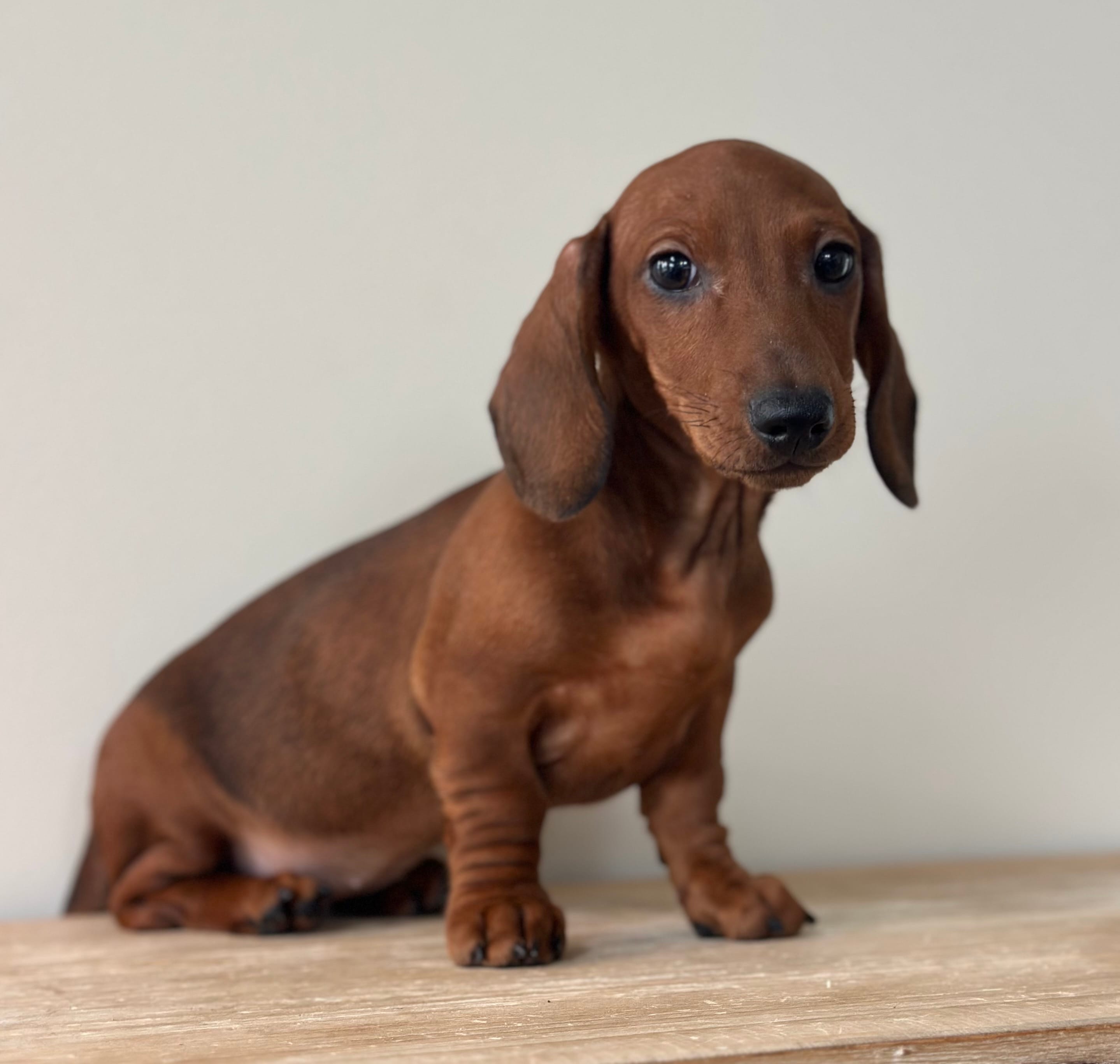 Shorts – Dachshund puppy for sale in Crystal, MI