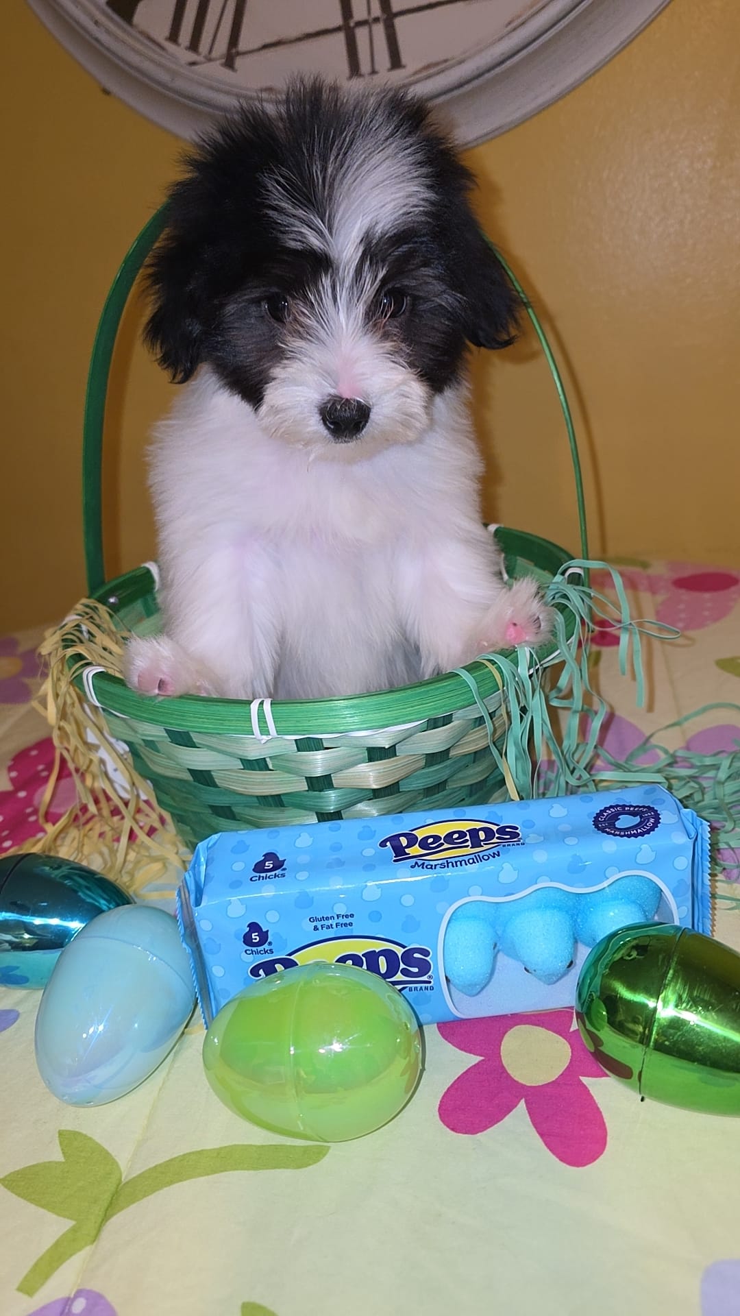 Patches  – Morkie puppy for sale in Memphis, TN
