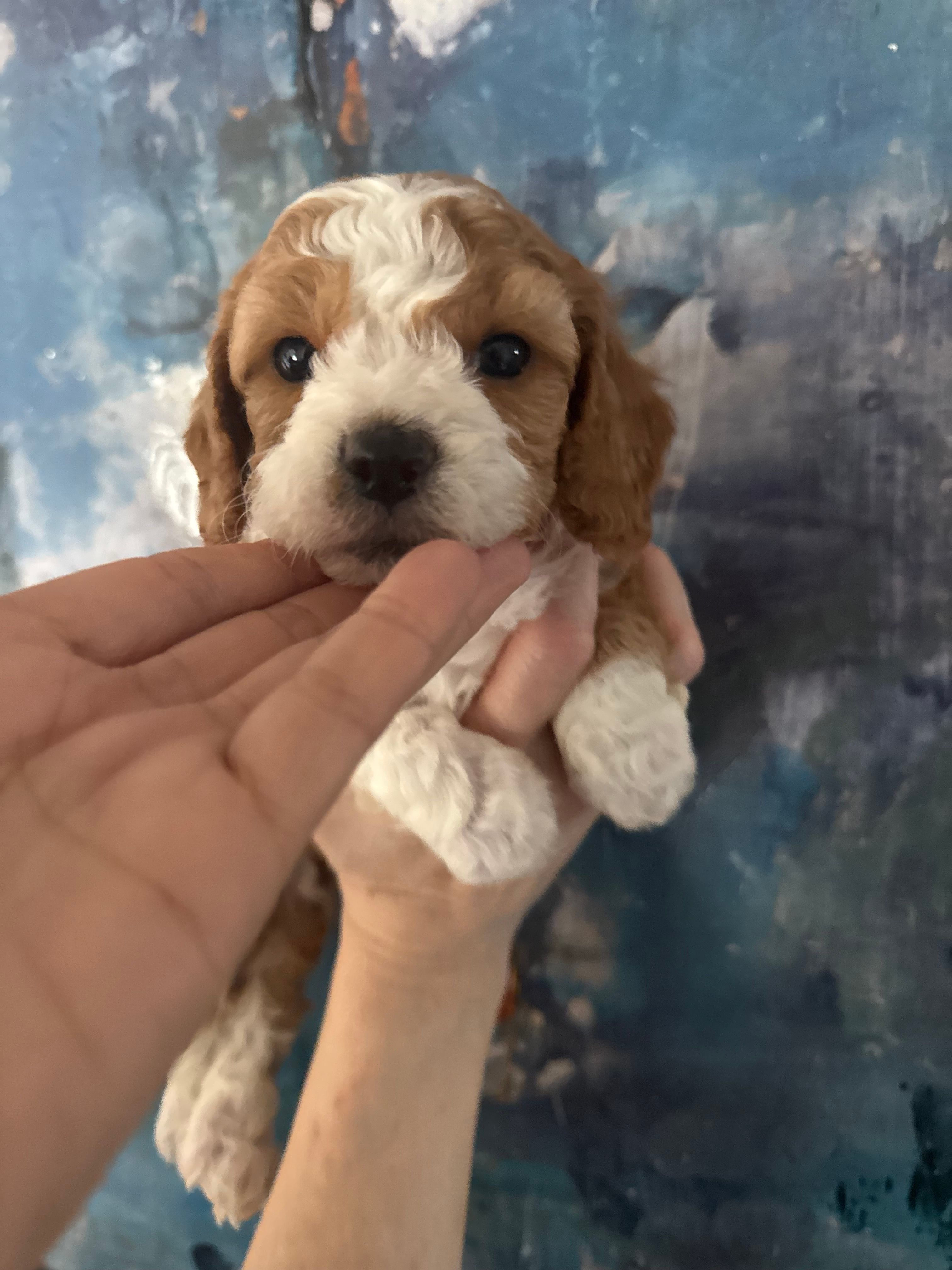 Daisy  – Cavapoo, Poodle - Miniature  puppy for sale in Carlsbad, CA