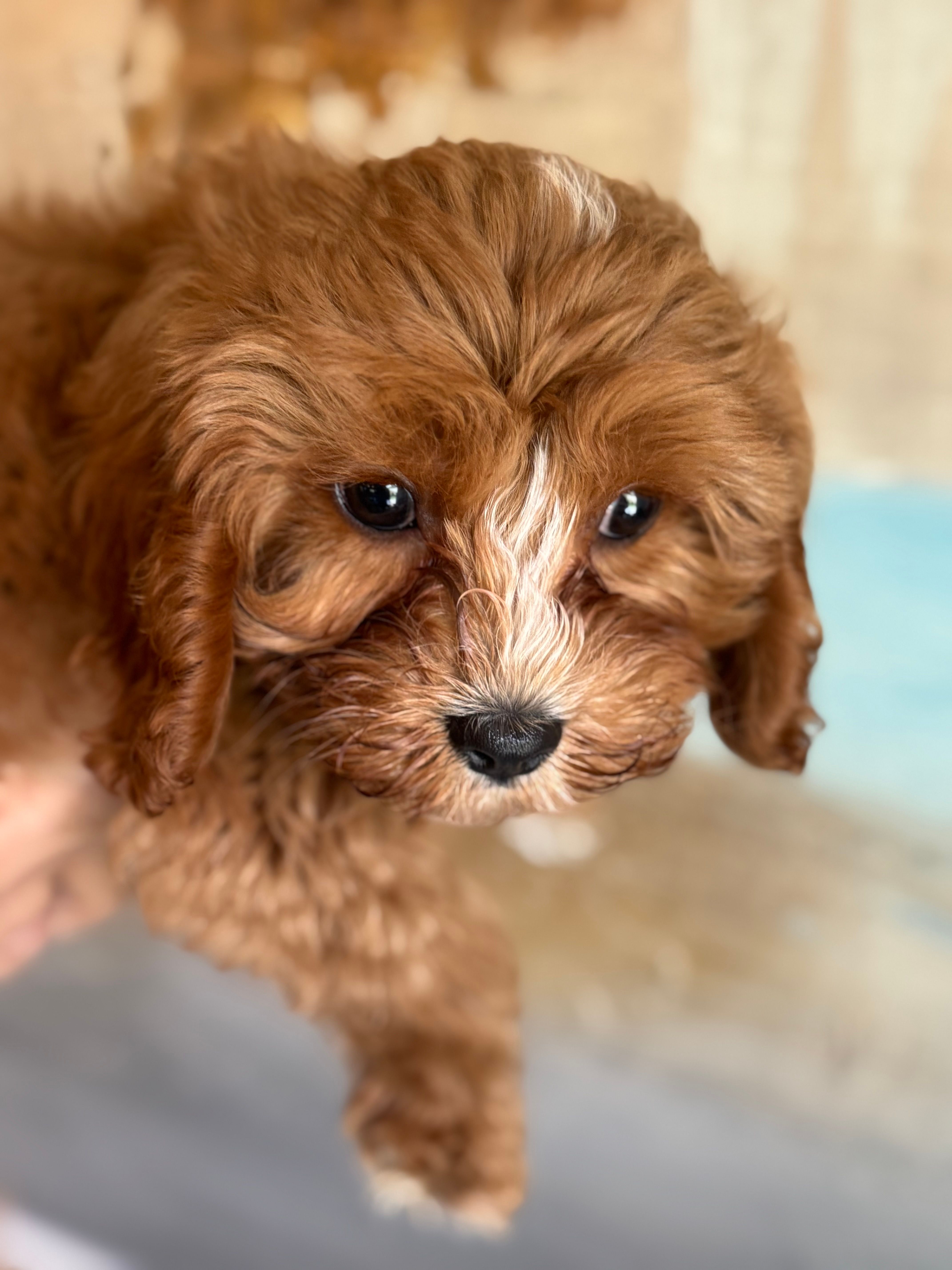 Chewy-Mini Cavapoo boy will be 13-16 lbs – Cavapoo puppy for sale in Carlsbad, CA