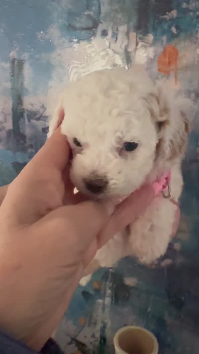 Fiona, a female Cavapoo and Poodle - Miniature  for sale in Carlsbad, CA – 10 of 10
