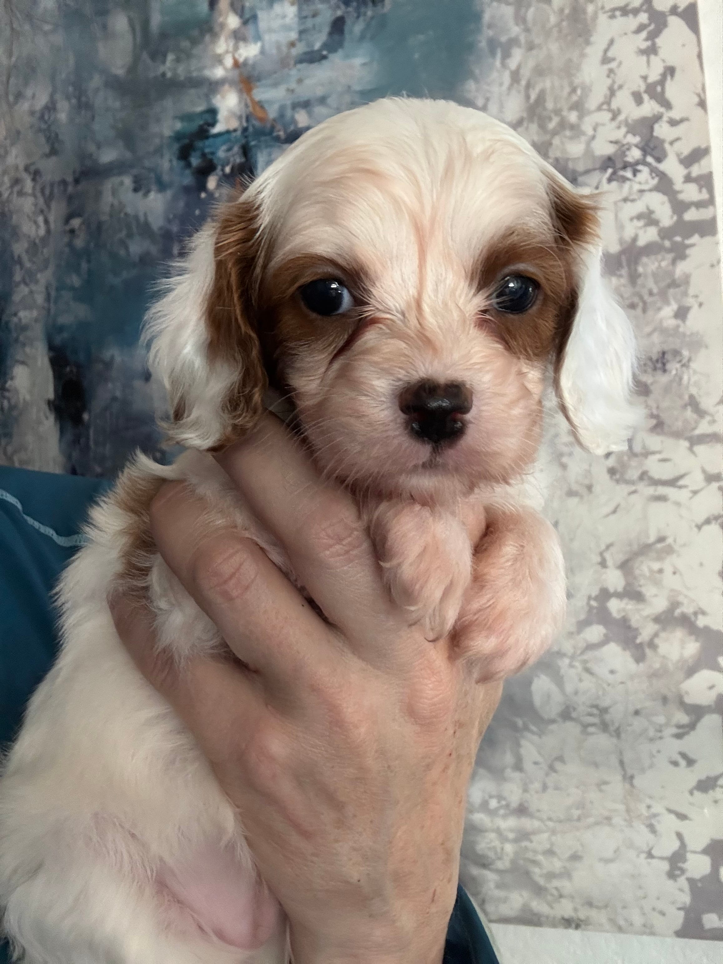 Daisy  – Cavapoo puppy for sale in Carlsbad, CA