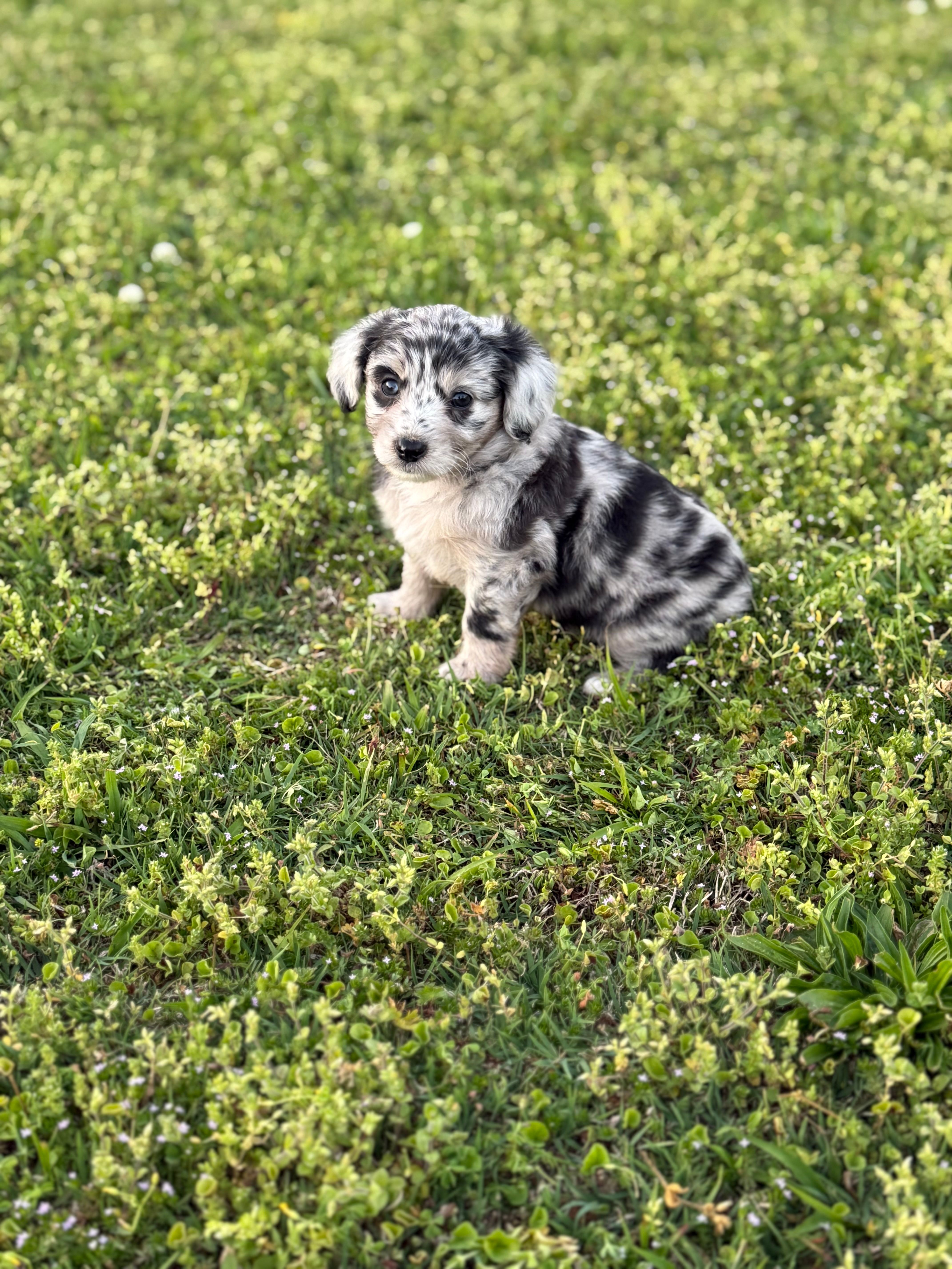 Zoey – Miniature Aussiedoodle puppy for sale in Athens, AL