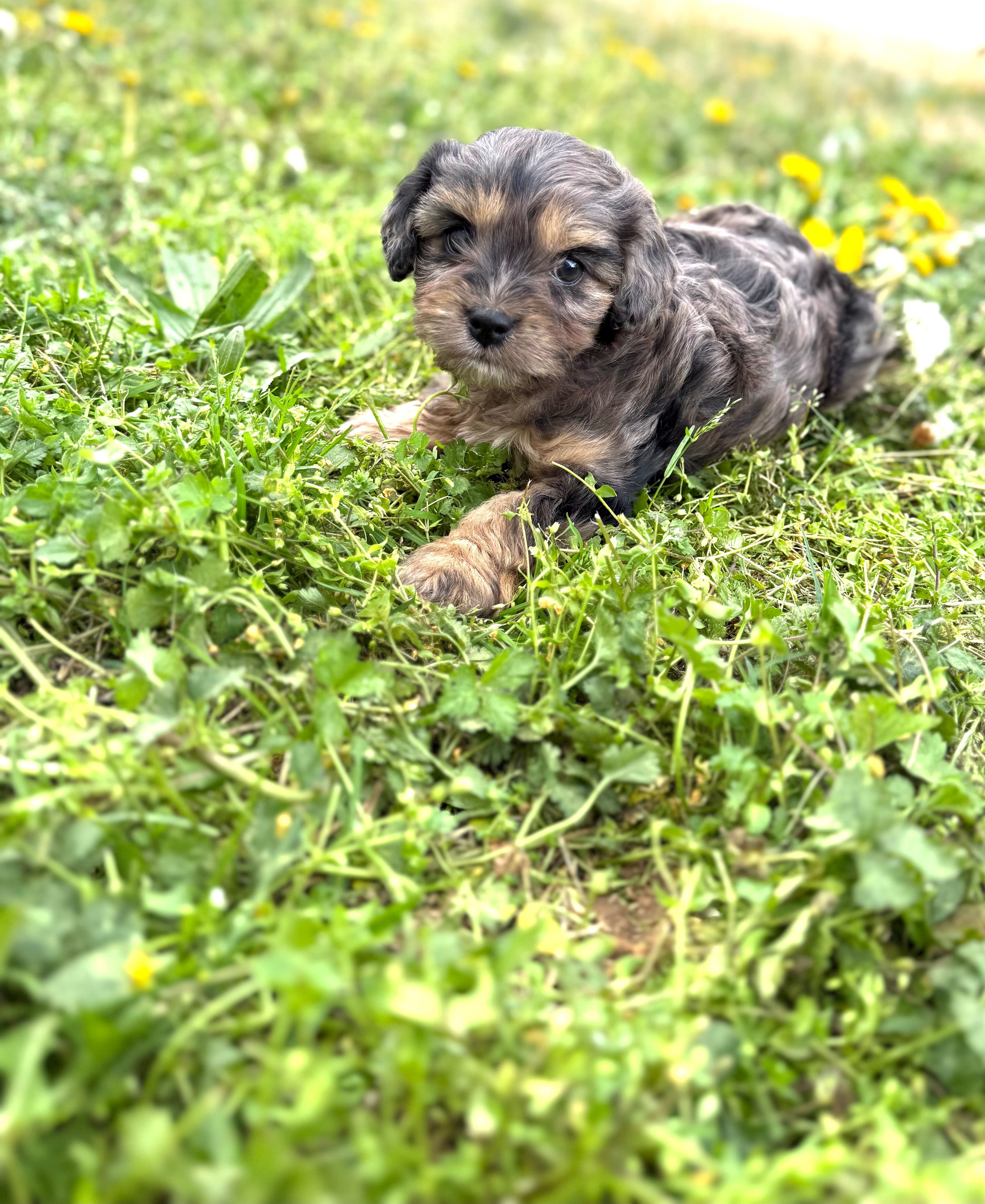 Tate – Cavapoo puppy for sale in Athens, AL