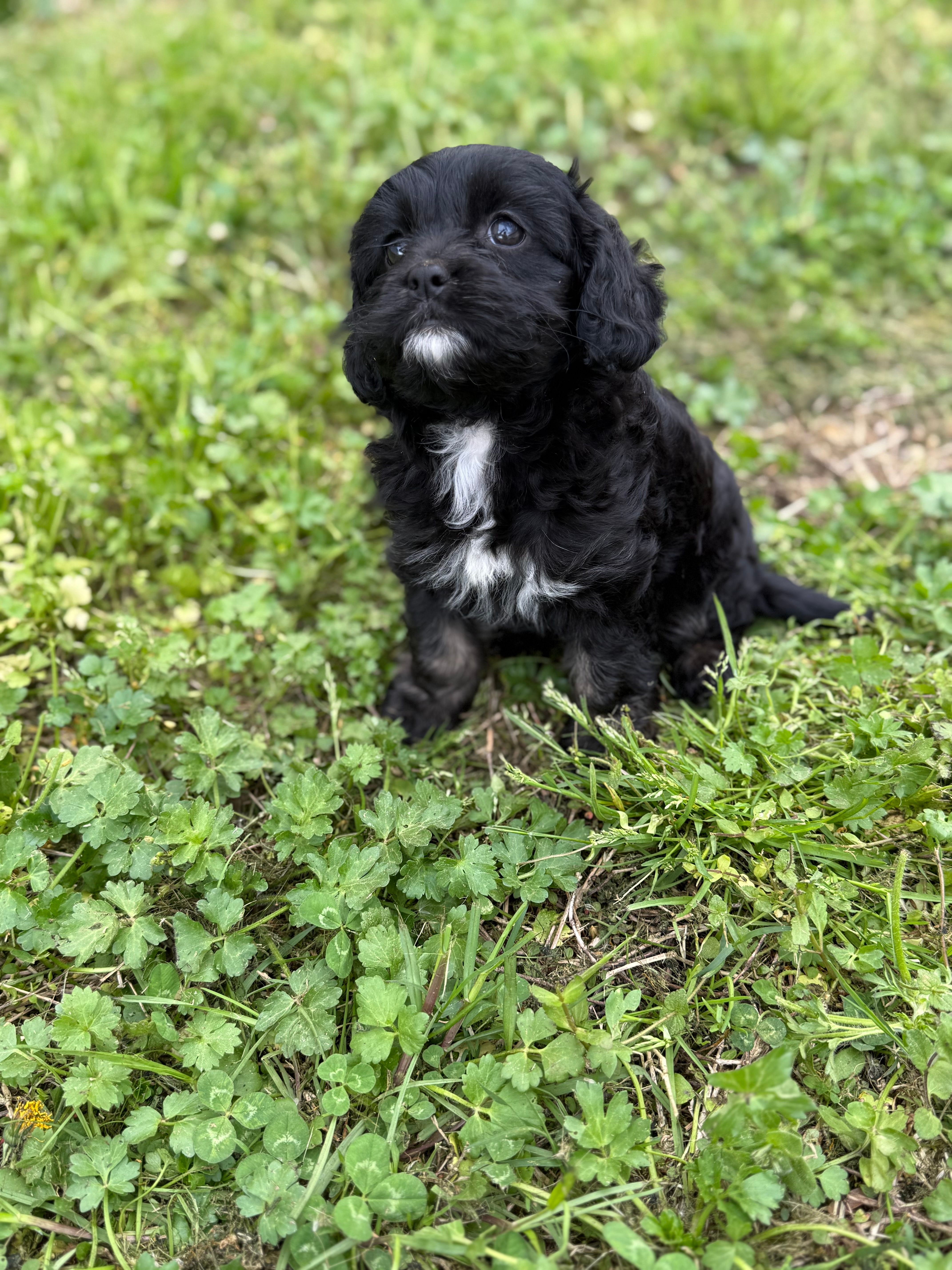 Tally – Cavapoo puppy for sale in Athens, AL