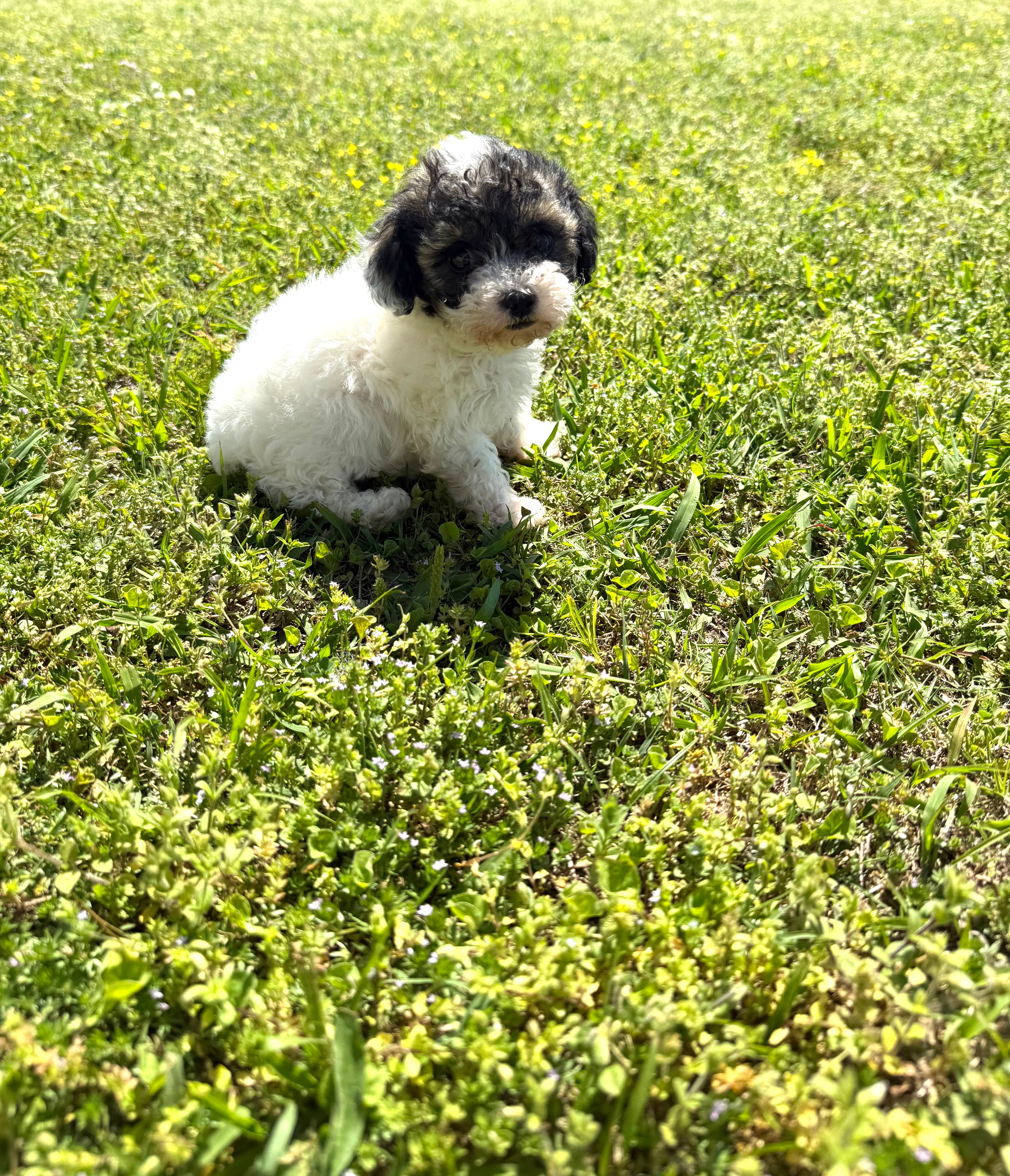 Lola – Poodle - Toy  puppy for sale in Athens, AL