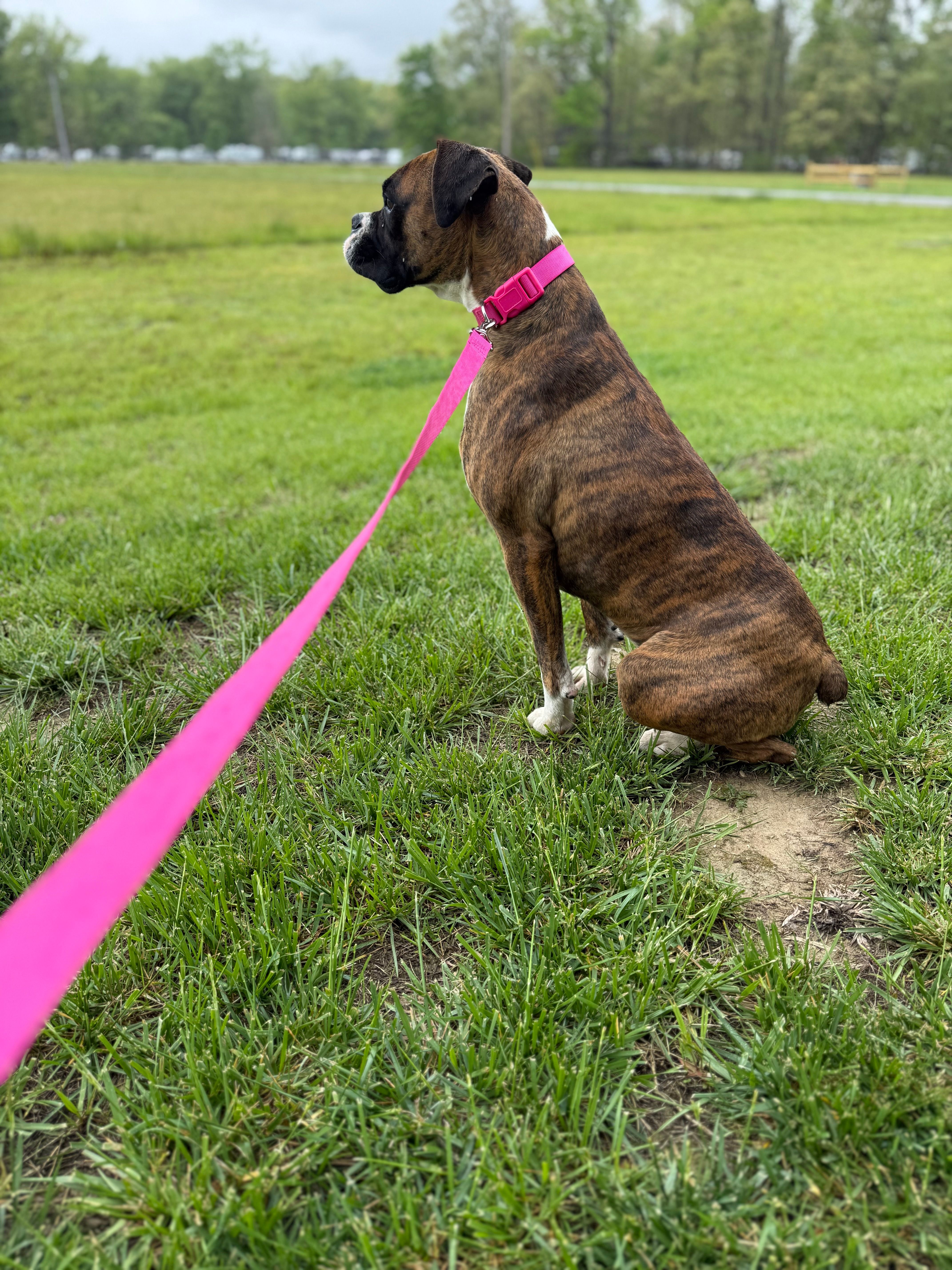 Ginger – Boxer puppy for sale in Athens, AL