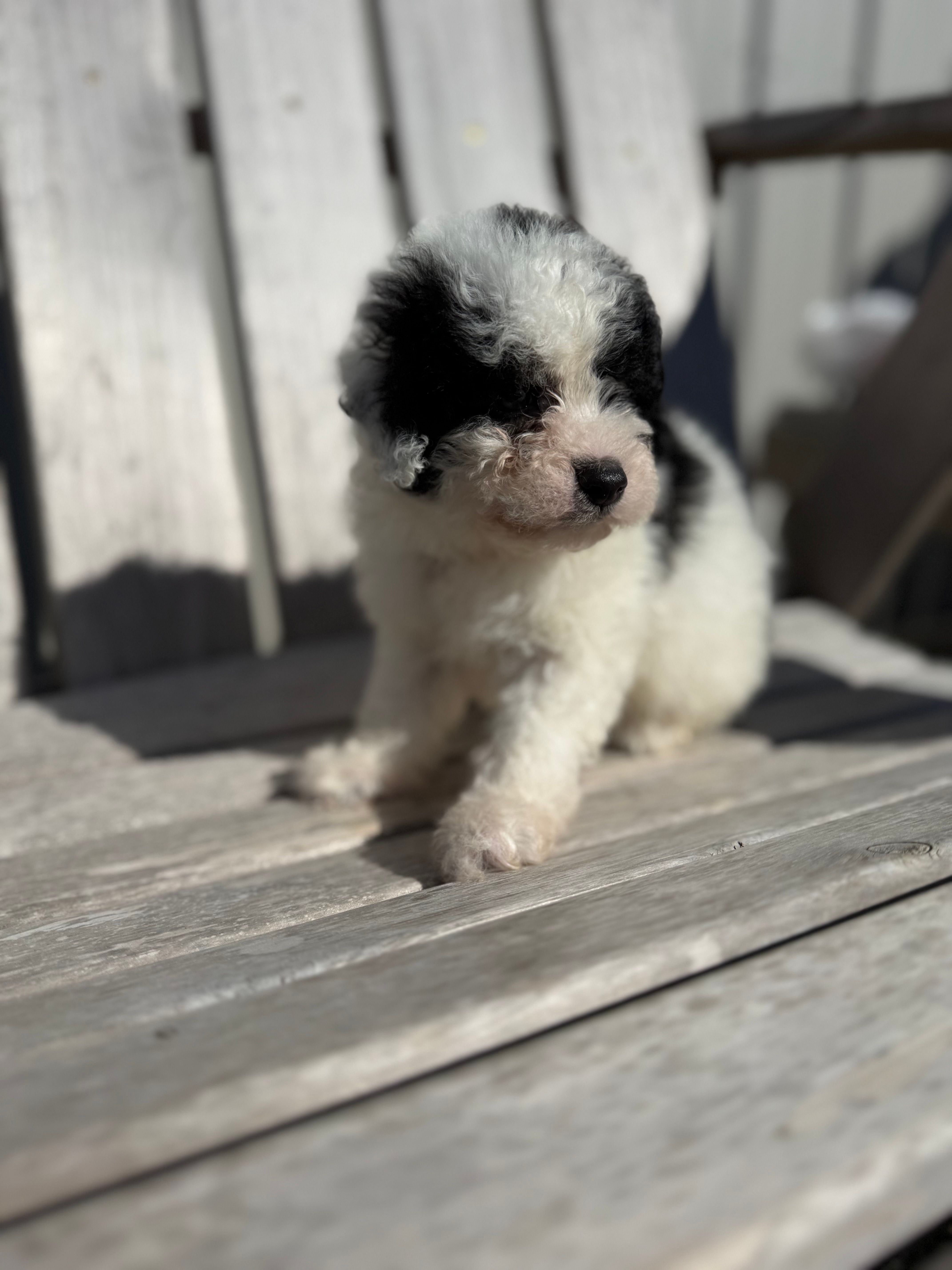 Patti – Poodle - Toy  puppy for sale in Athens, AL