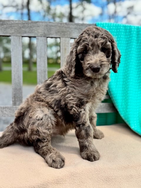 Tyson – Labradoodle puppy for sale in Archbold, OH