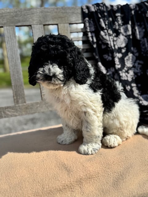 Leah – Labradoodle puppy for sale in Archbold, OH
