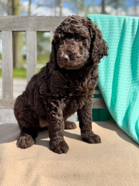 Jasmine – Labradoodle puppy for sale in Archbold, OH