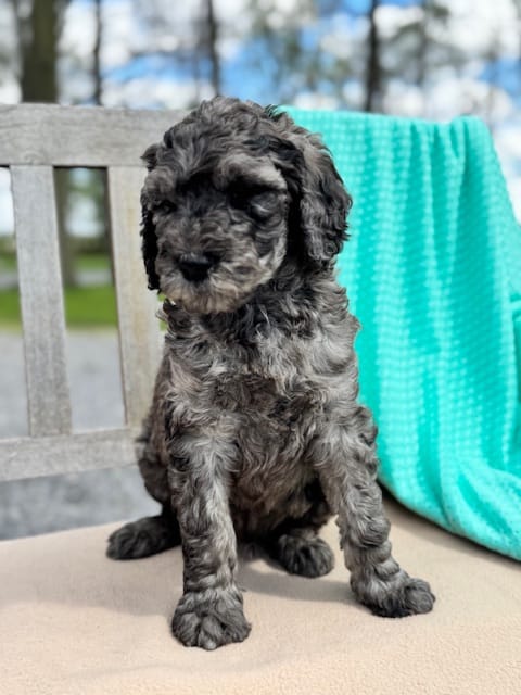 Butch – Labradoodle puppy for sale in Archbold, OH