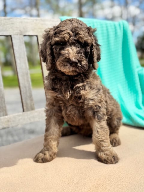 Ziggy – Labradoodle puppy for sale in Archbold, OH