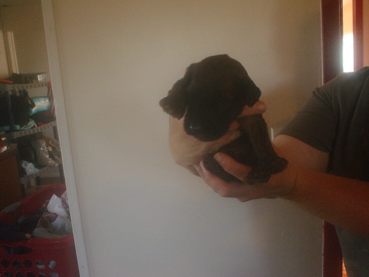 Tawny Female – Briard puppy for sale in Sierra Vista, AZ