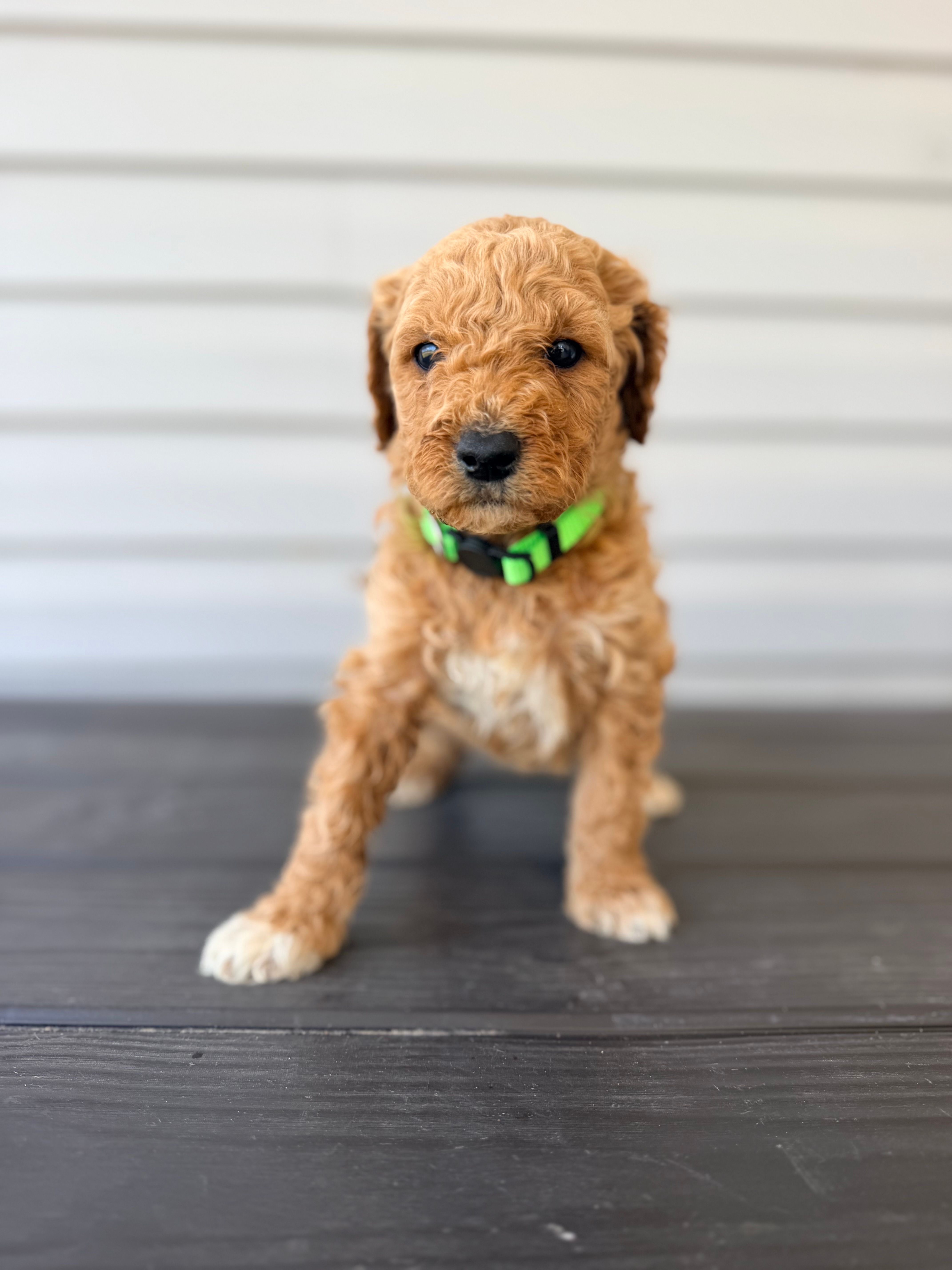Green Collar – Goldendoodle puppy for sale in Wadesboro, NC