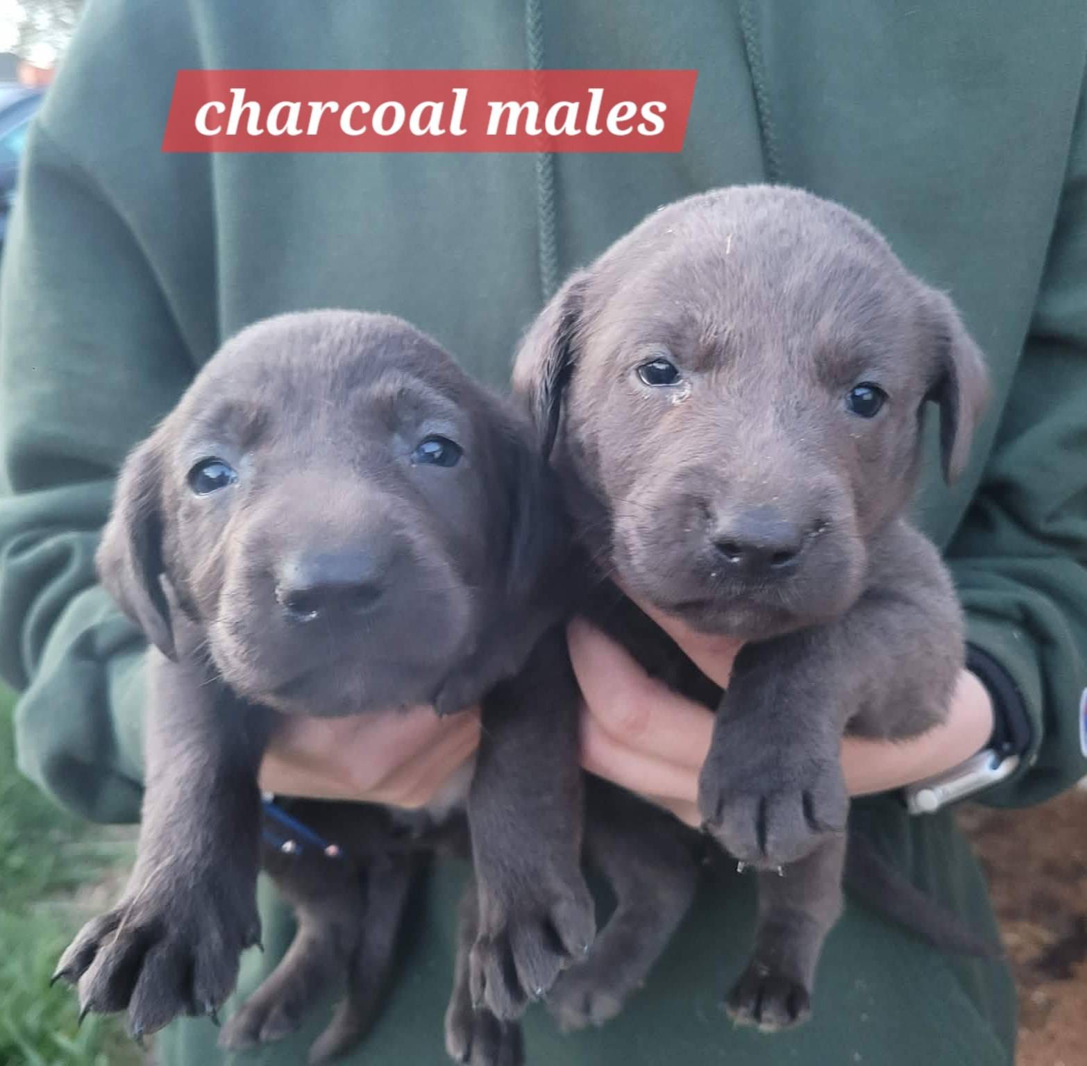 Charcoal male – Labrador Retriever puppy for sale in Marathon, NY