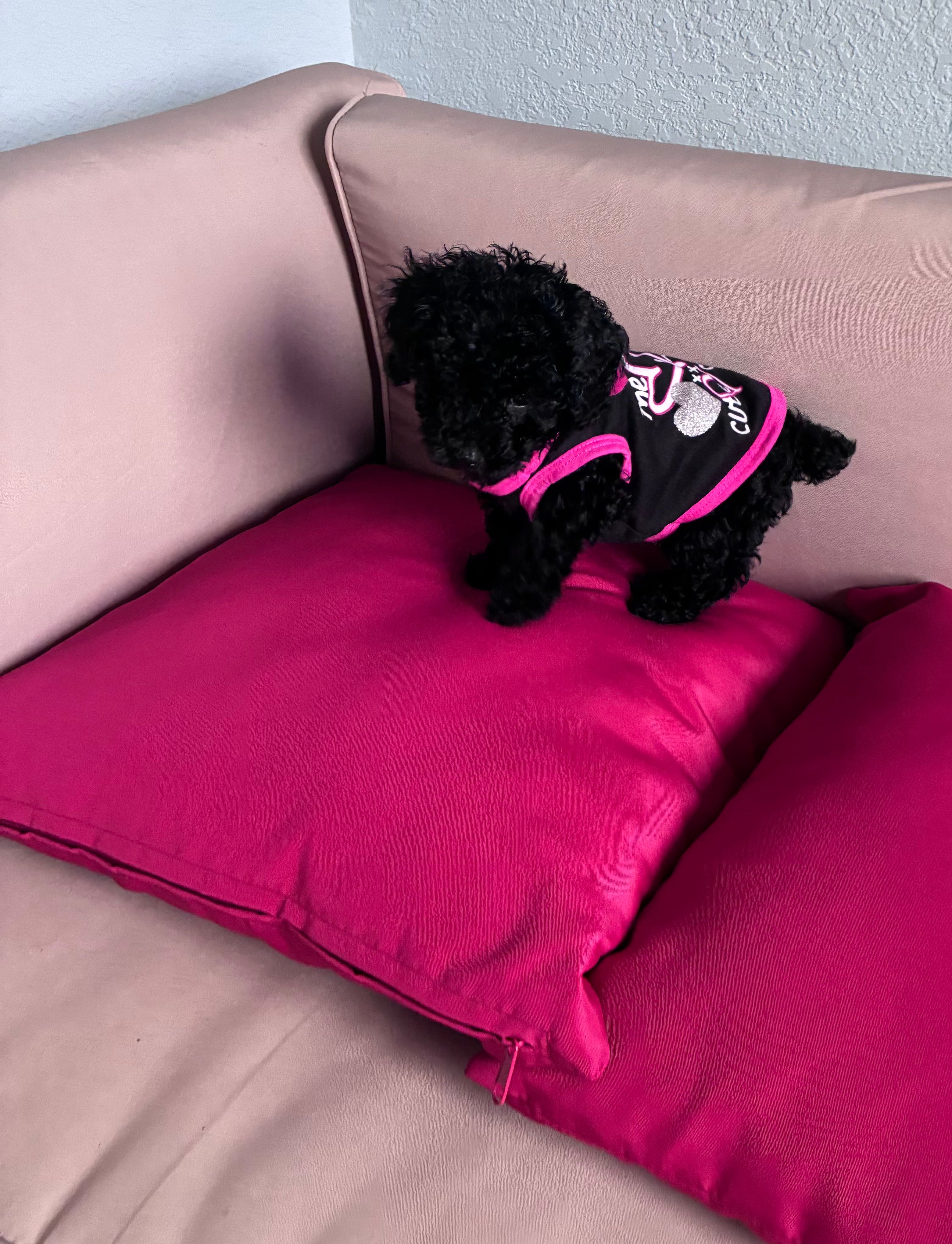 Umi  – Poodle - Miniature  puppy for sale in Norfolk, VA