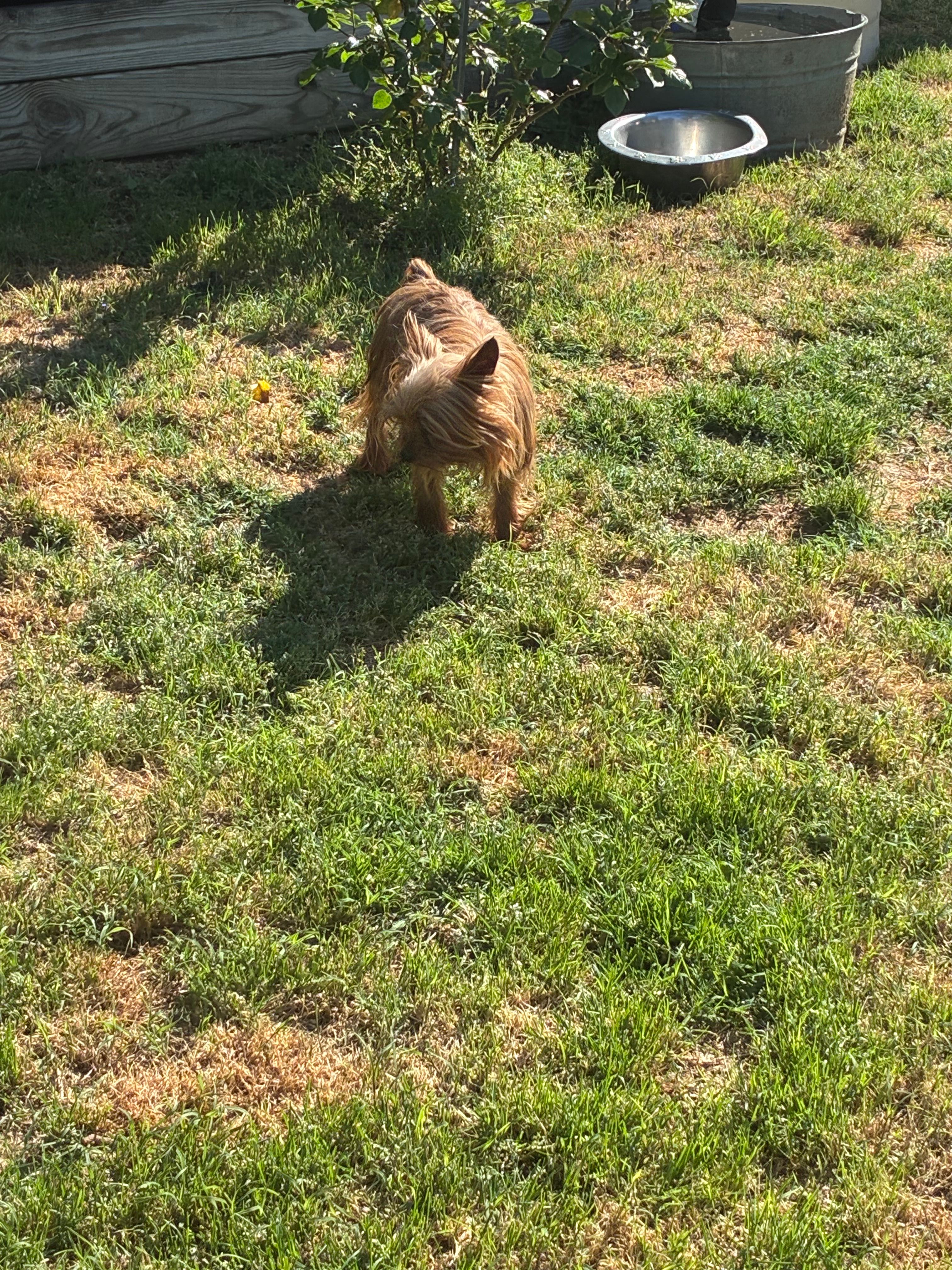 Rosie  – Yorkshire Terrier puppy for sale in Norfolk, VA