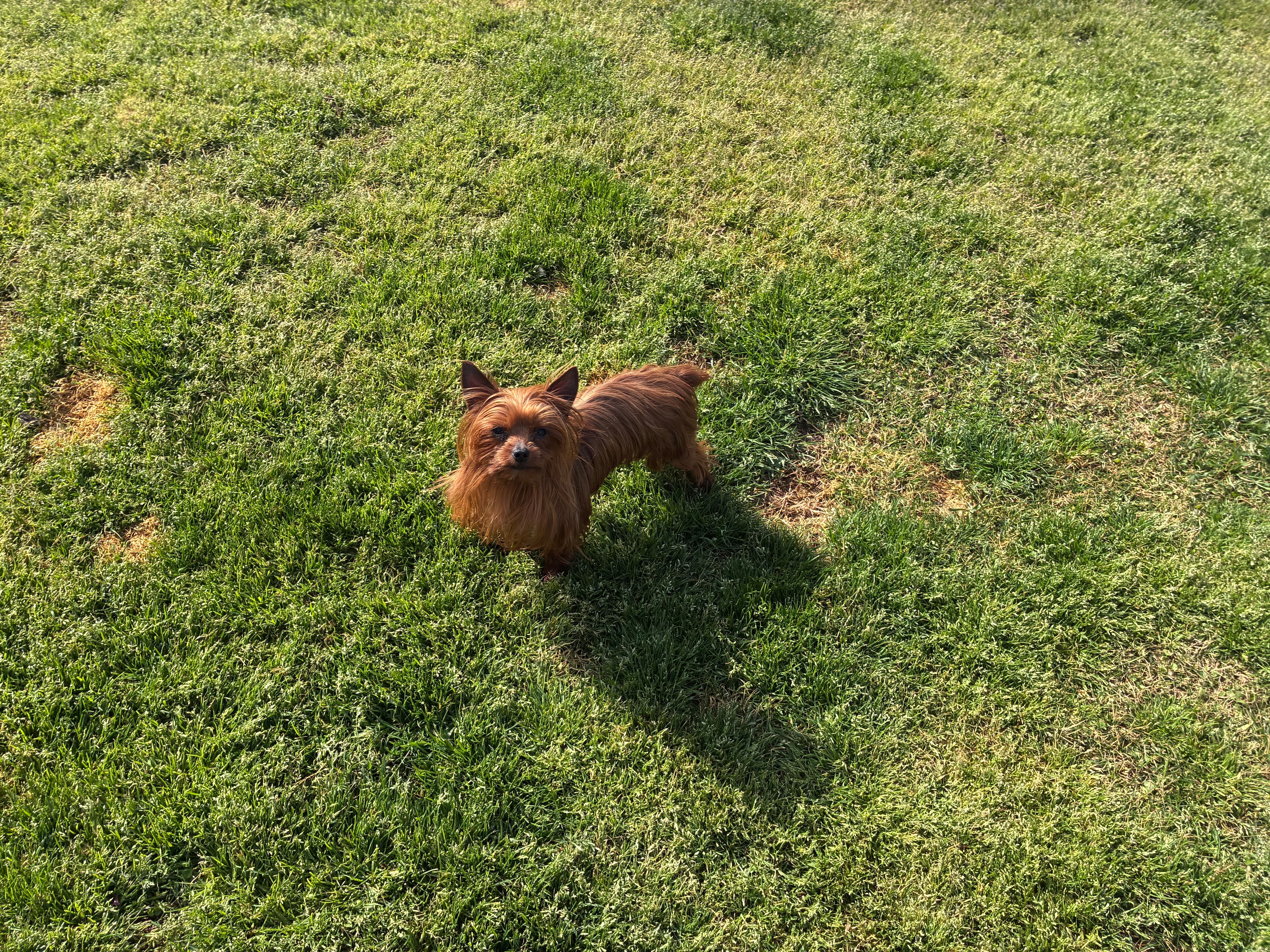 Pixie  – Yorkshire Terrier puppy for sale in Norfolk, VA