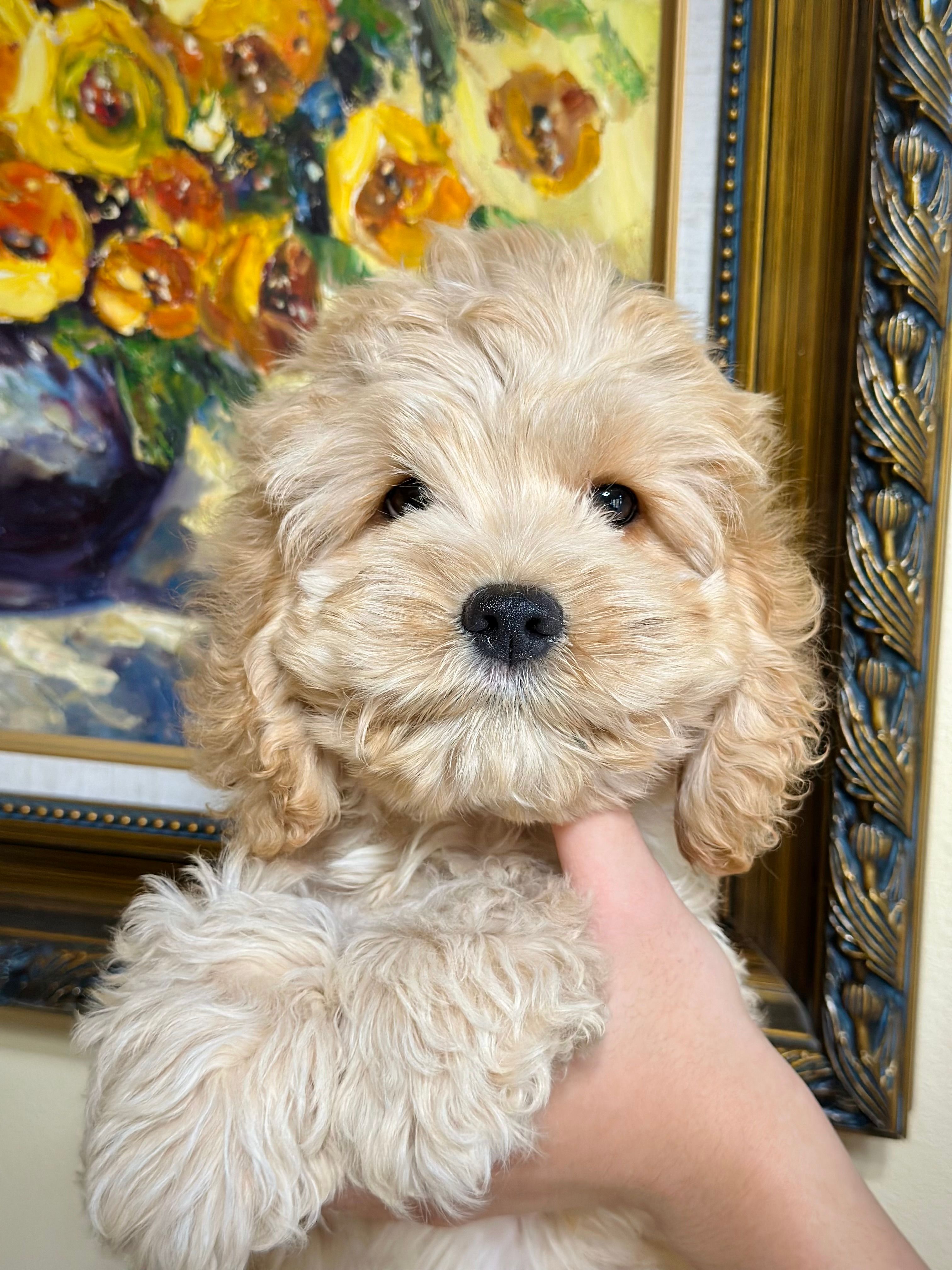 Girl1 – Cockapoo puppy for sale in Seattle, WA