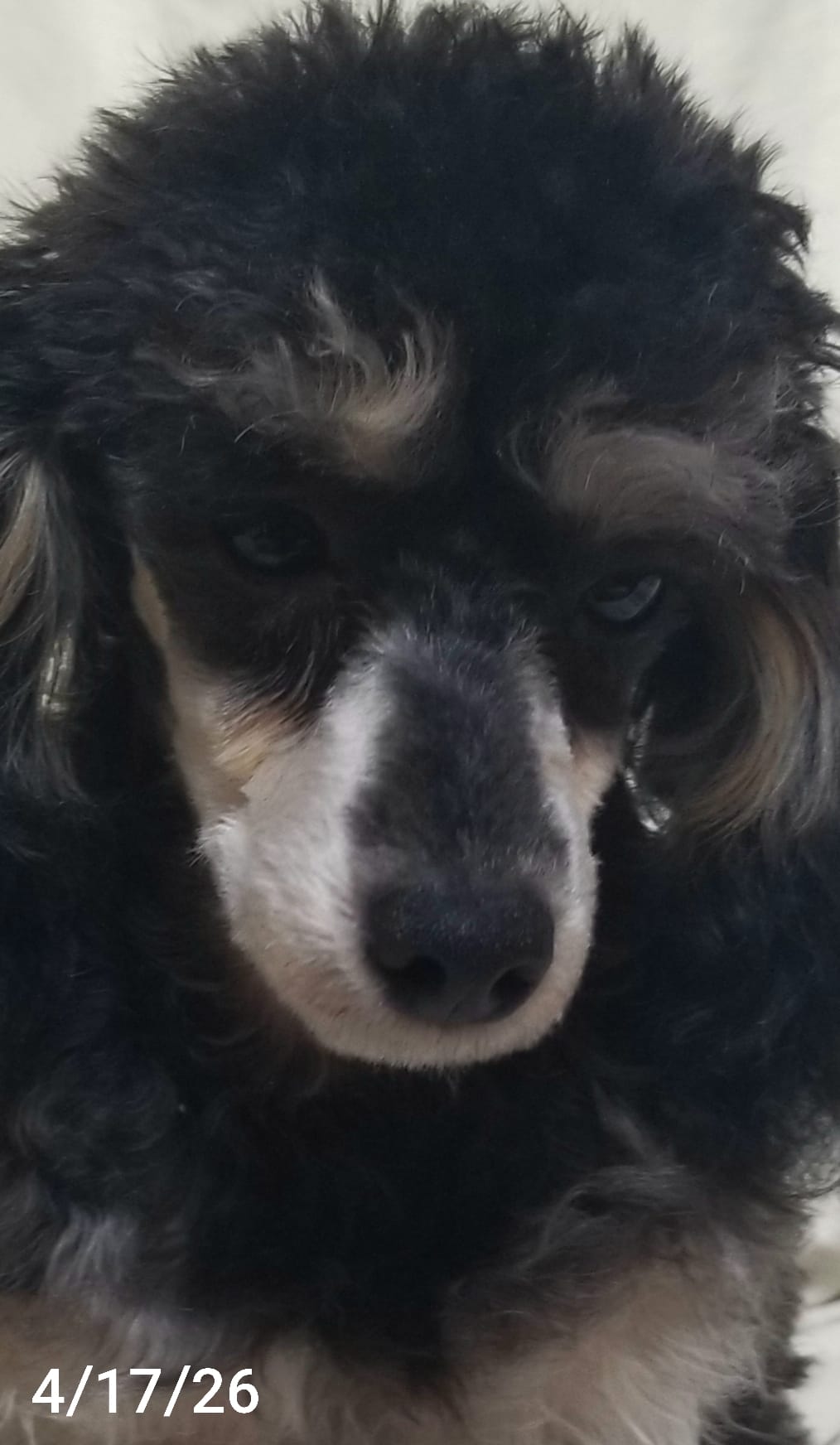 LuVrBoy – Poodle - Toy  puppy for sale in Centerville, TN