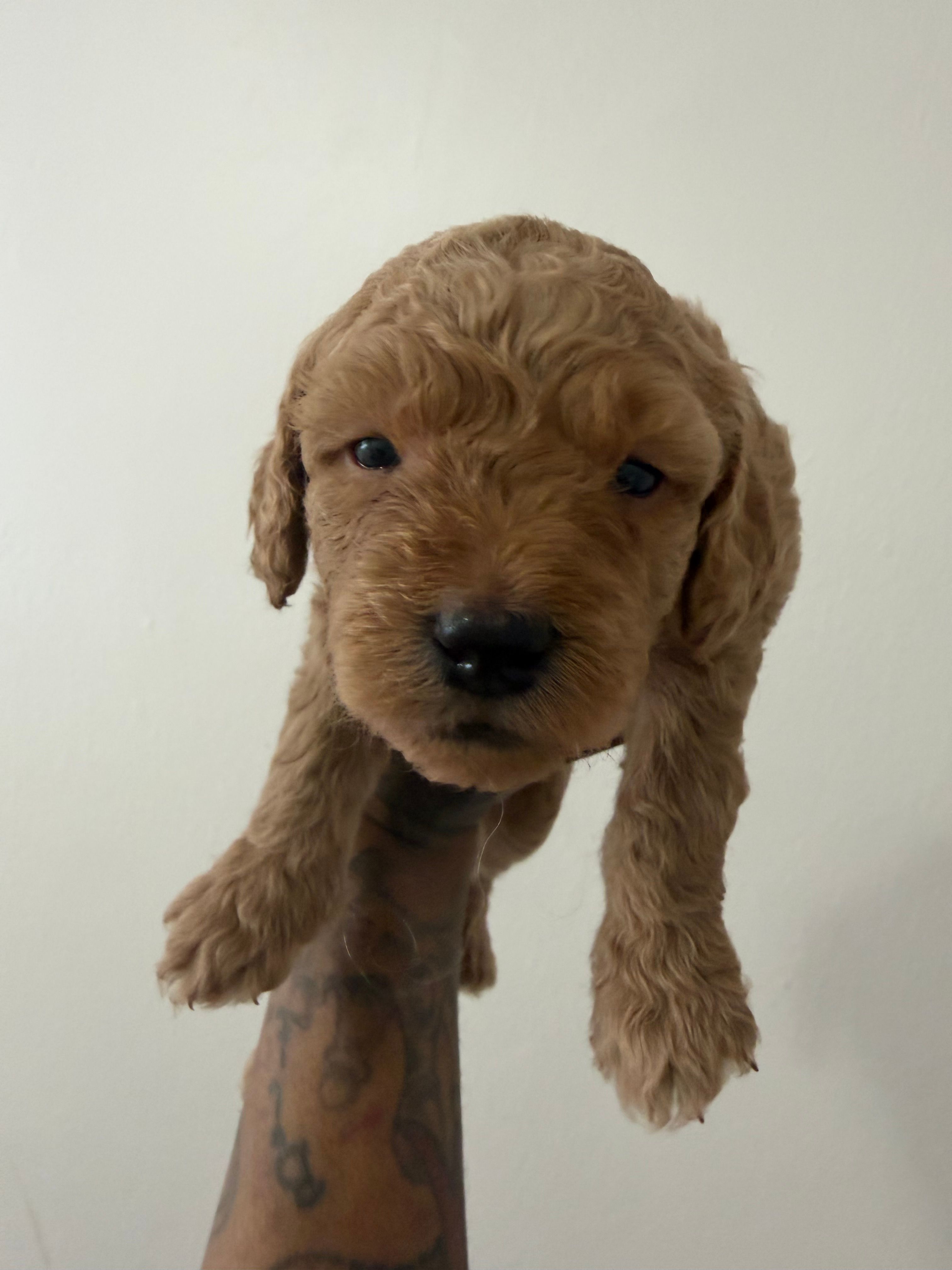 Fudge  – Miniature Goldendoodle puppy for sale in Washington, DC